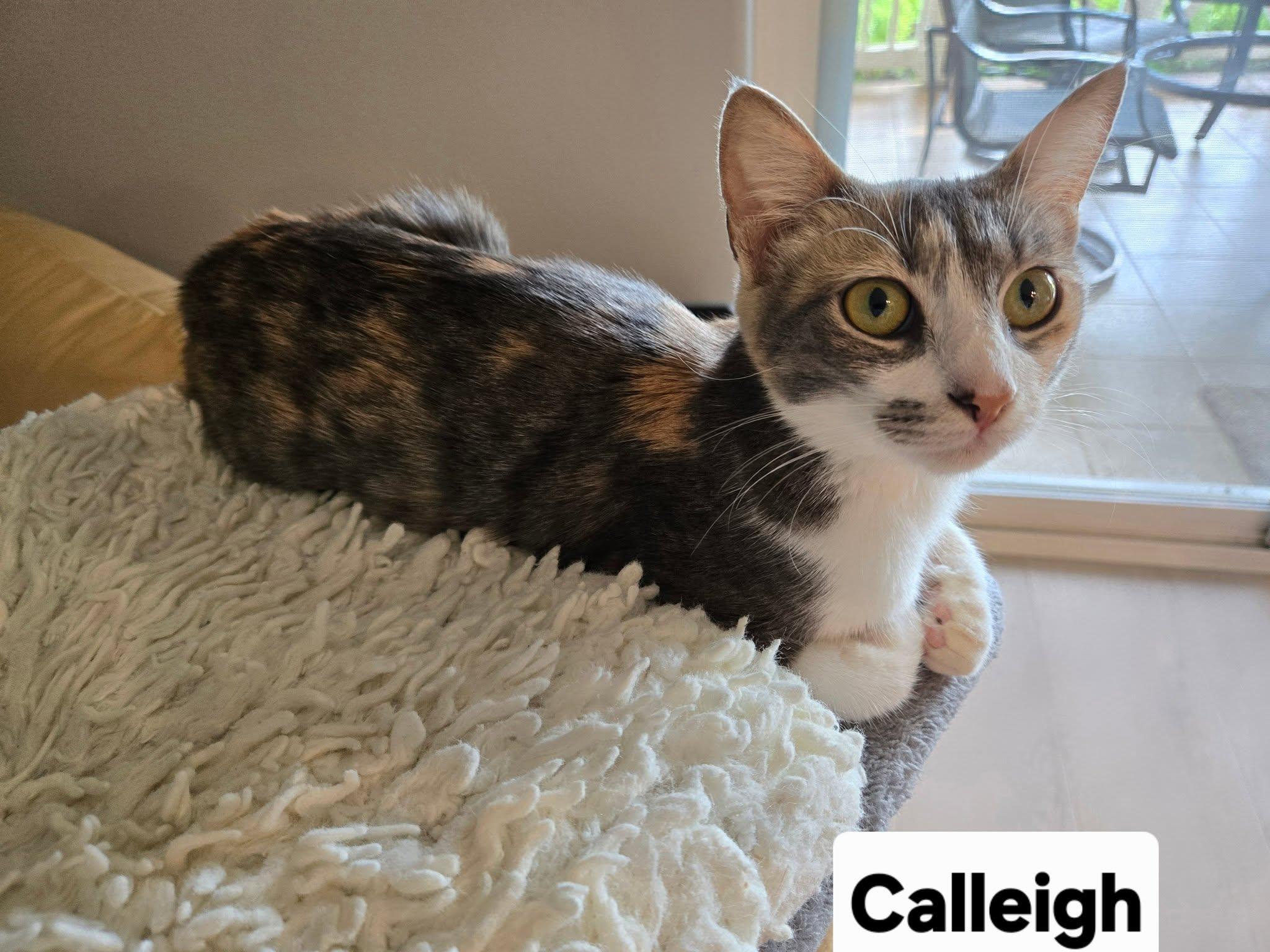 Calleigh, a ADOPTABLE Dilute Calico in Honolulu, HI image 2/6
