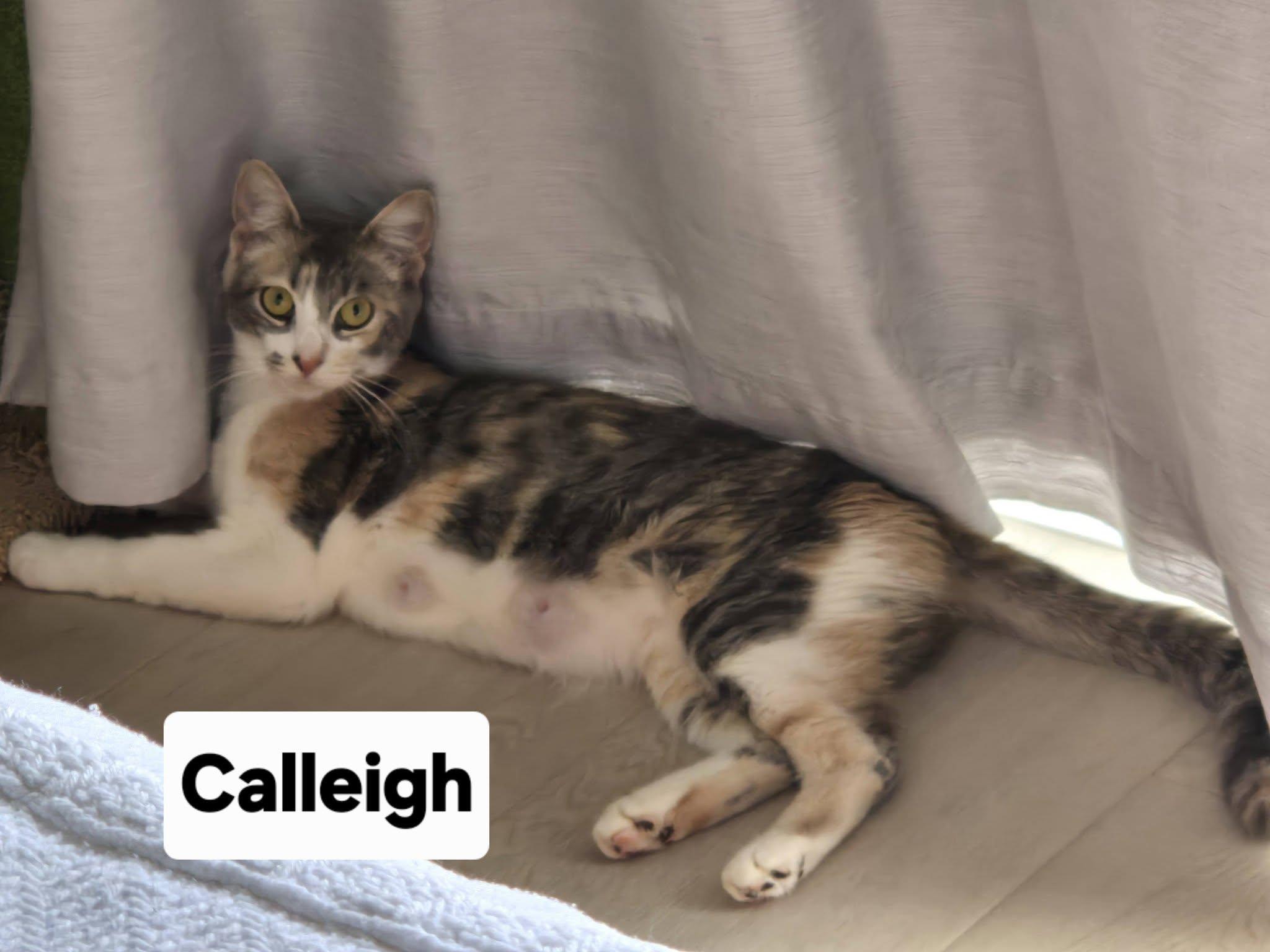 Calleigh, a ADOPTABLE Dilute Calico in Honolulu, HI image 4/6