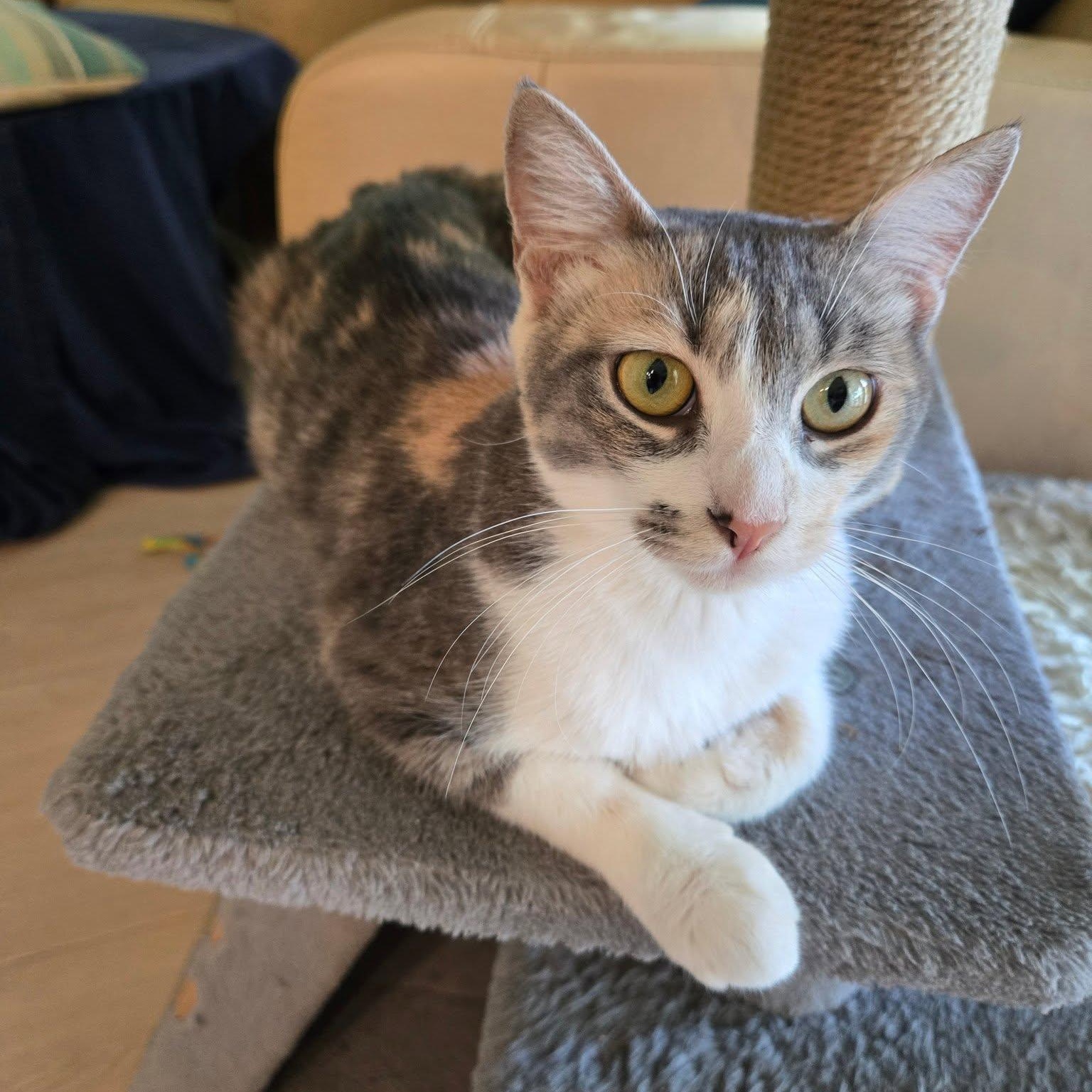 Calleigh, ADOPTABLE, Young Female Dilute Calico.