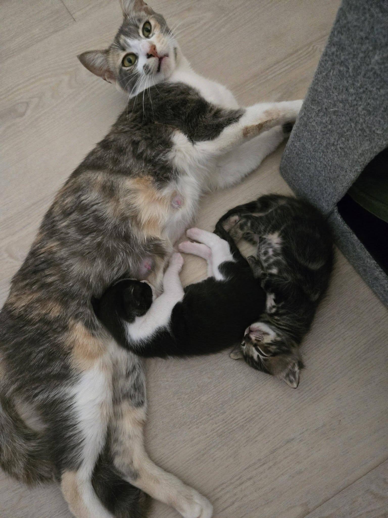 Calleigh, a ADOPTABLE Dilute Calico in Honolulu, HI image 6/6