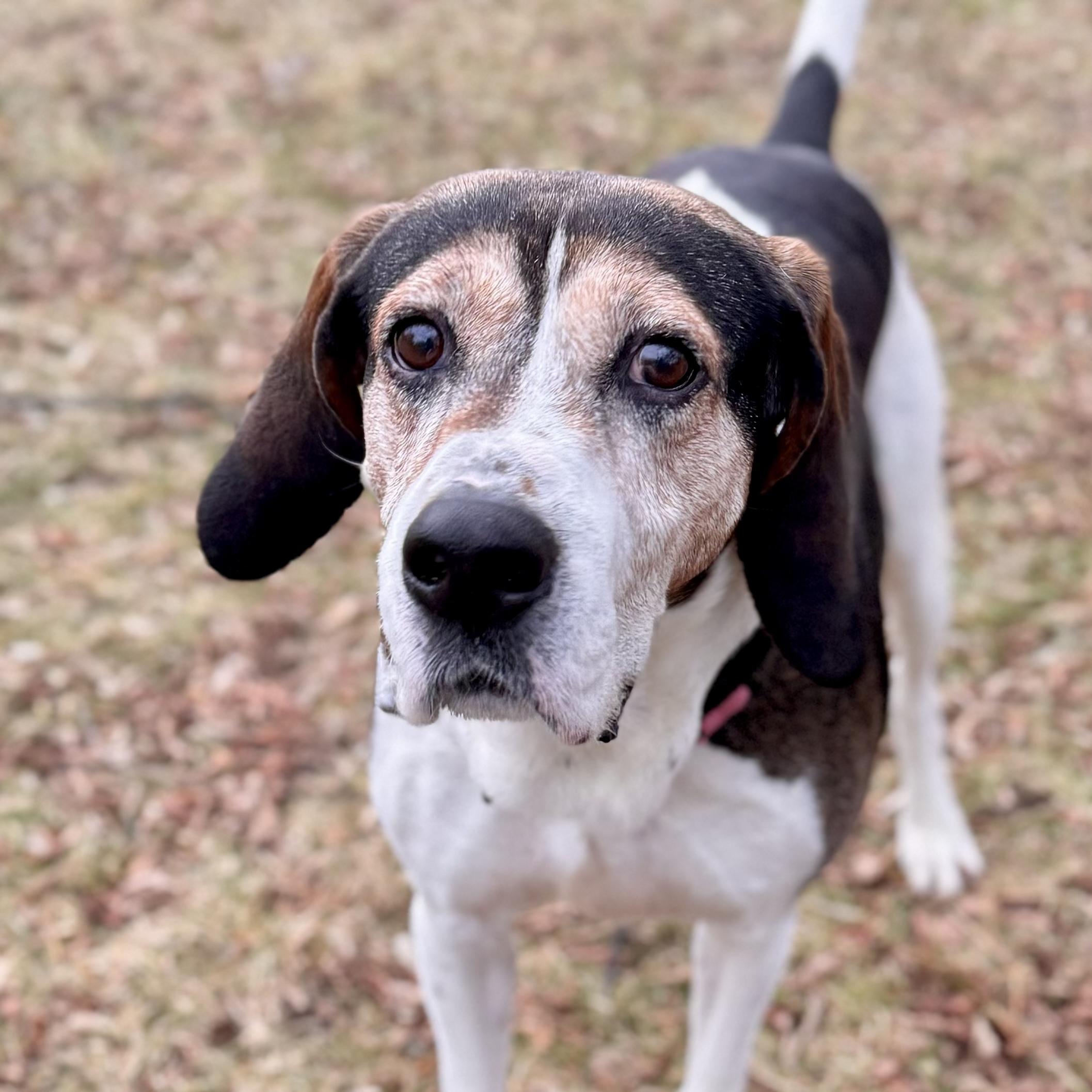 Enlarge Daryl, a ADOPTABLE Black and Tan Coonhound in Midland, MI image 5/6