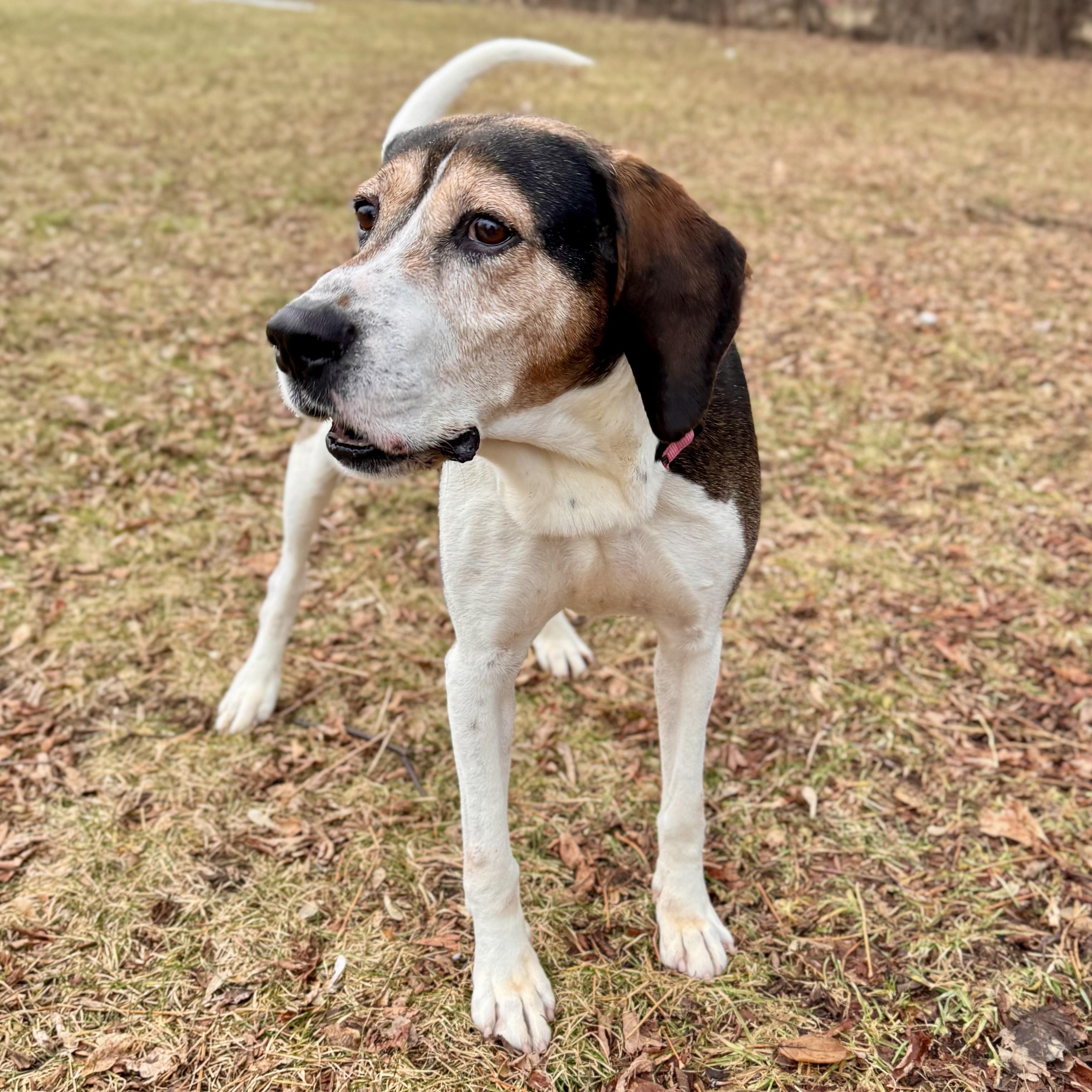 Enlarge Daryl, a ADOPTABLE Black and Tan Coonhound in Midland, MI image 6/6