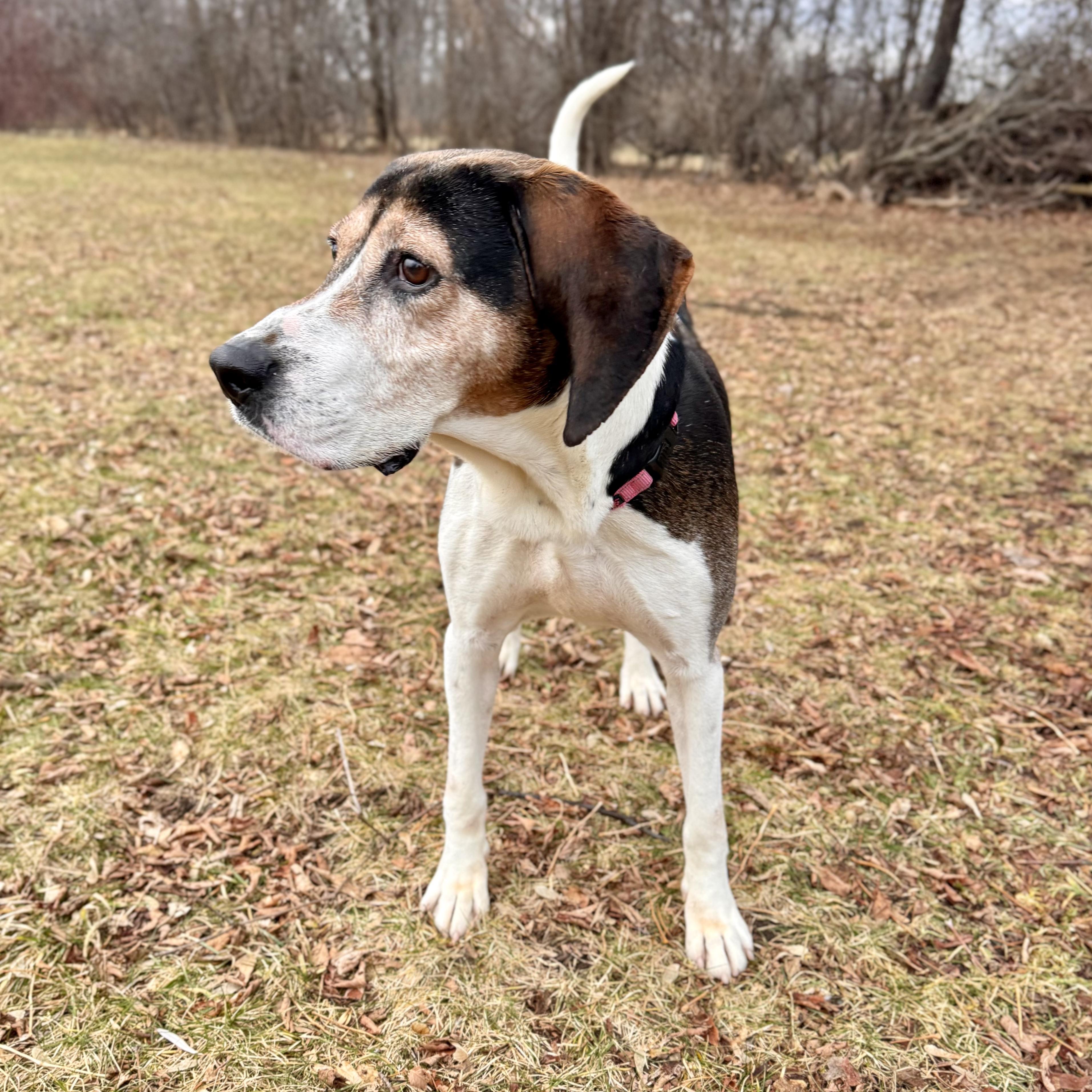 Enlarge Daryl, a ADOPTABLE Black and Tan Coonhound in Midland, MI image 4/6