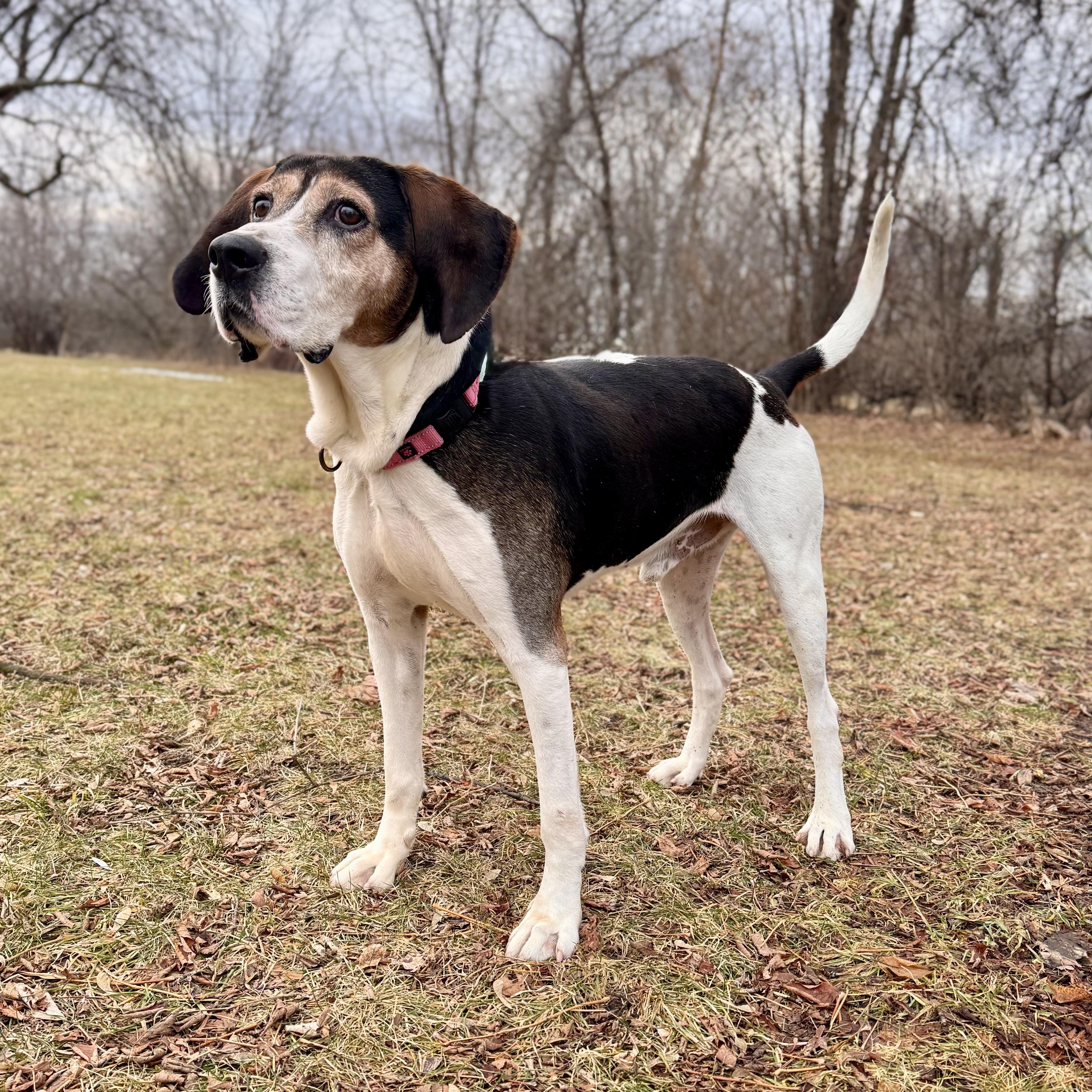 Enlarge Daryl, a ADOPTABLE Black and Tan Coonhound in Midland, MI image 2/6