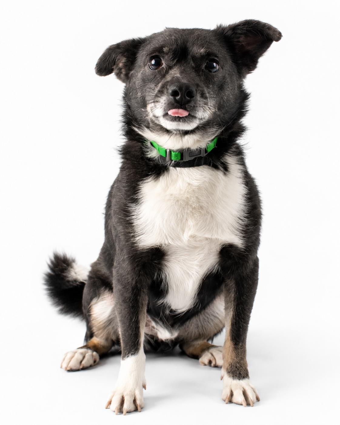 Enlarge Blue, a ADOPTABLE mixed breed in Plaquemine, LA image 1/1