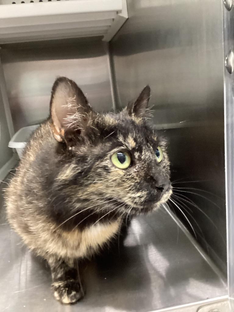 Destiny, Adoptable, Young Female Domestic Short Hair.