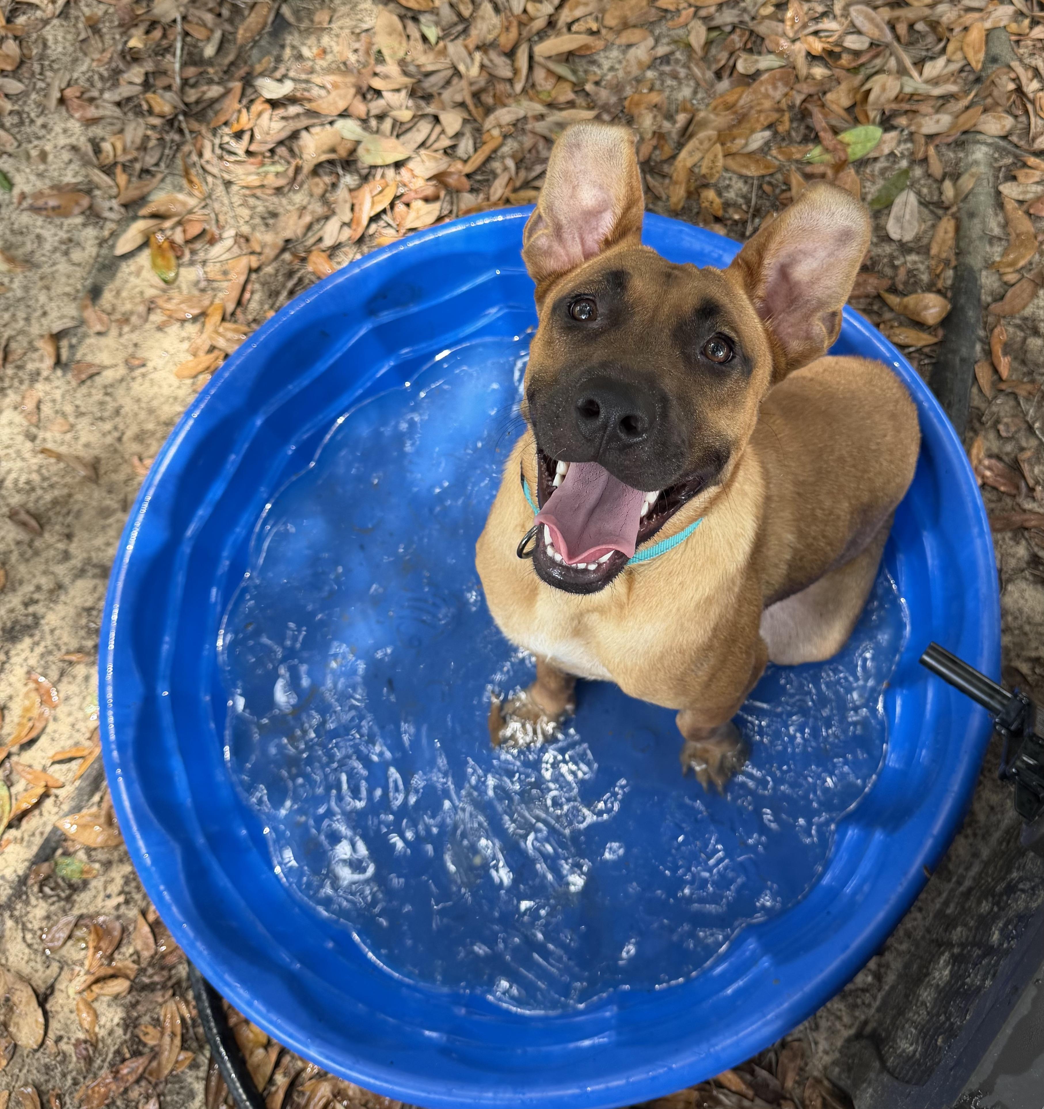 Annie, adopted, Young Female Belgian Shepherd / Malinois.