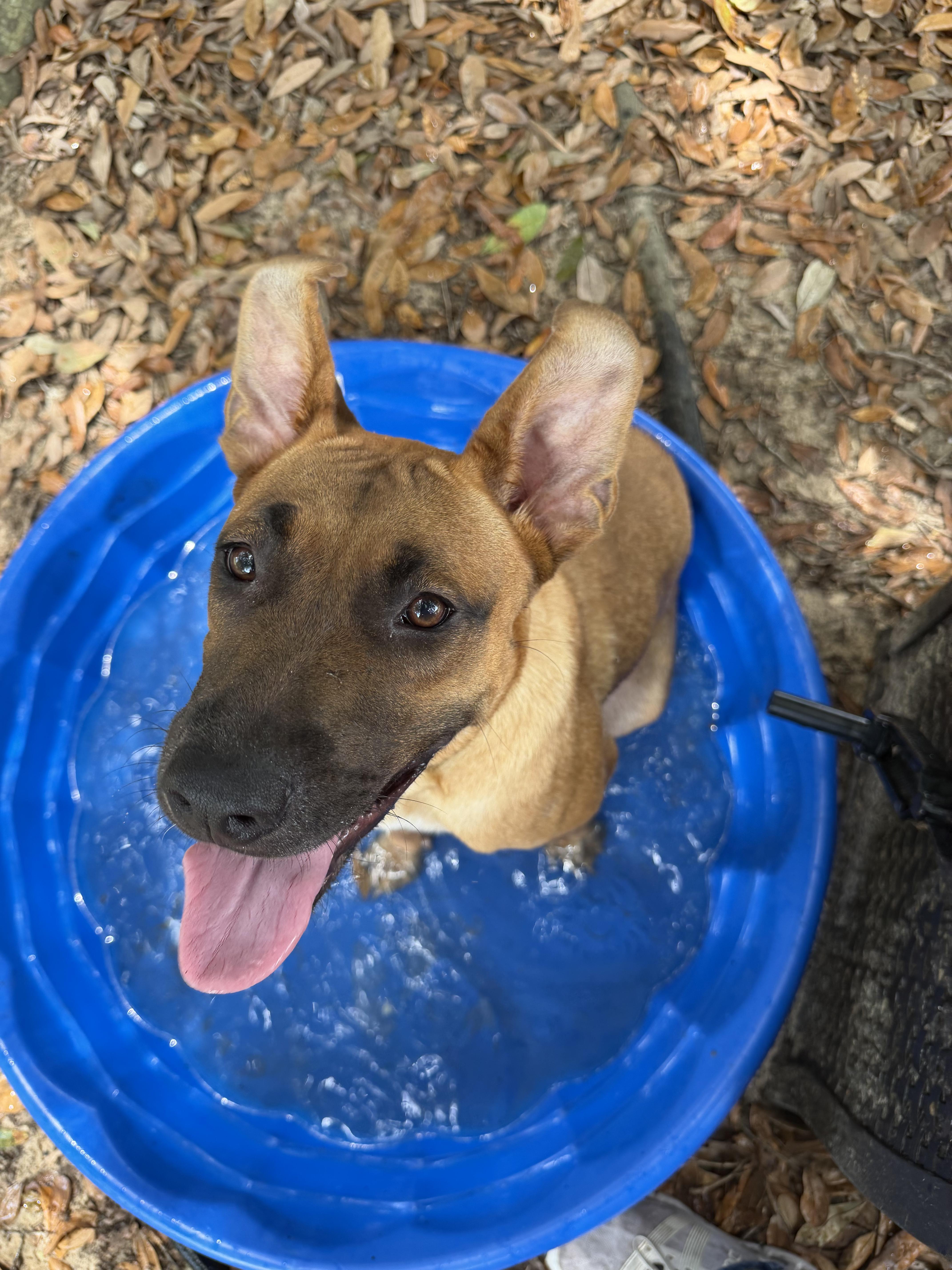 Enlarge Annie, an adopted mixed breed in Darien, GA image 3/4