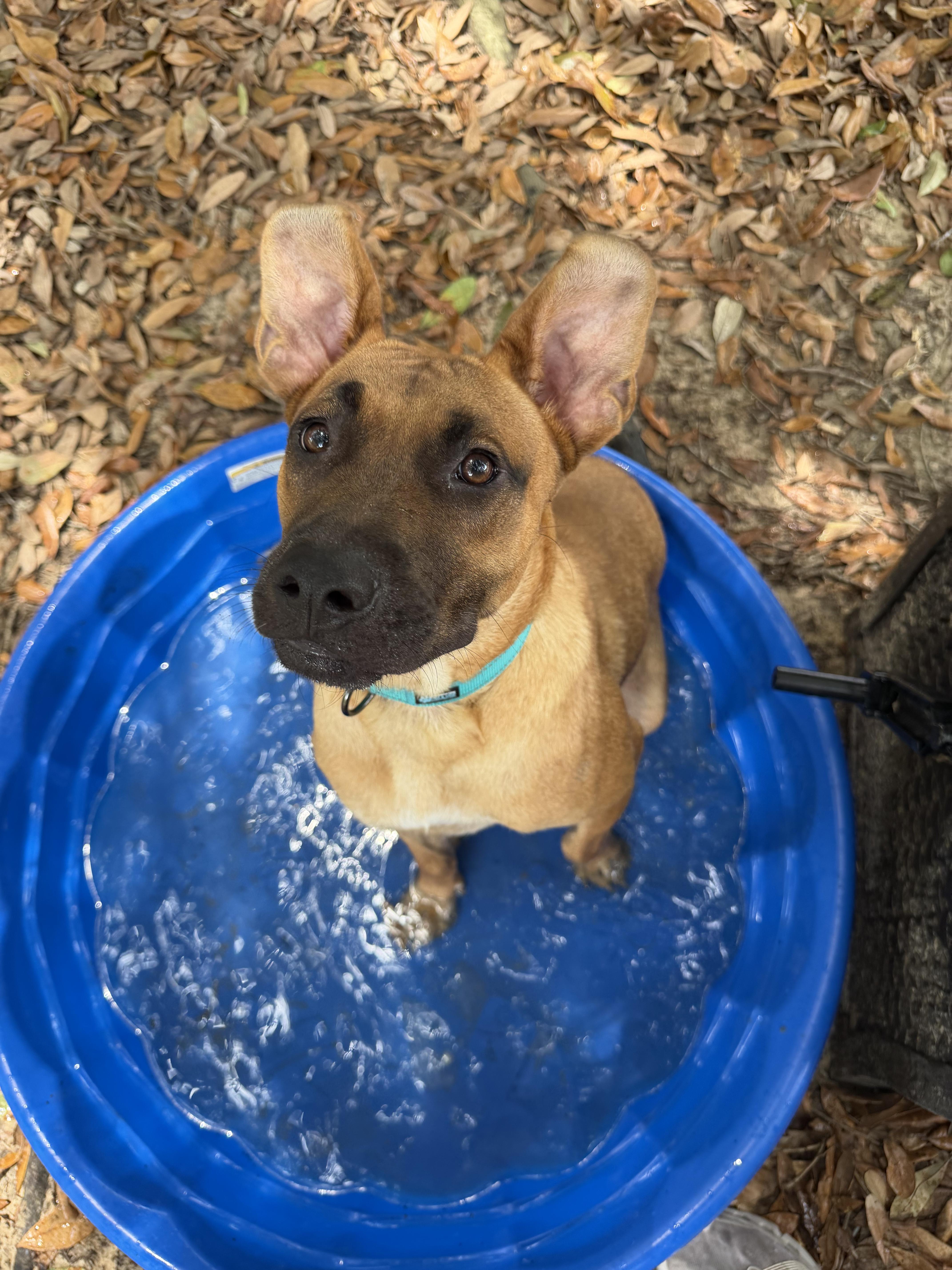 Enlarge Annie, an adopted mixed breed in Darien, GA image 4/4