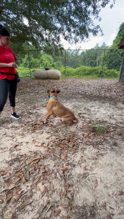 Enlarge Annie, an adopted mixed breed in Darien, GA video 1/4