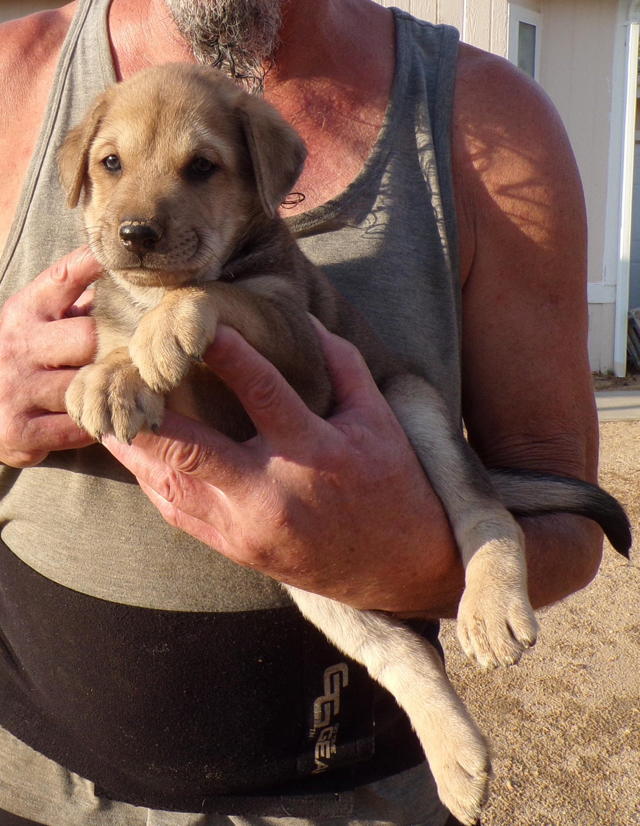 HAAS, ADOPTABLE, Puppy Male Labrador Retriever & Shepherd.