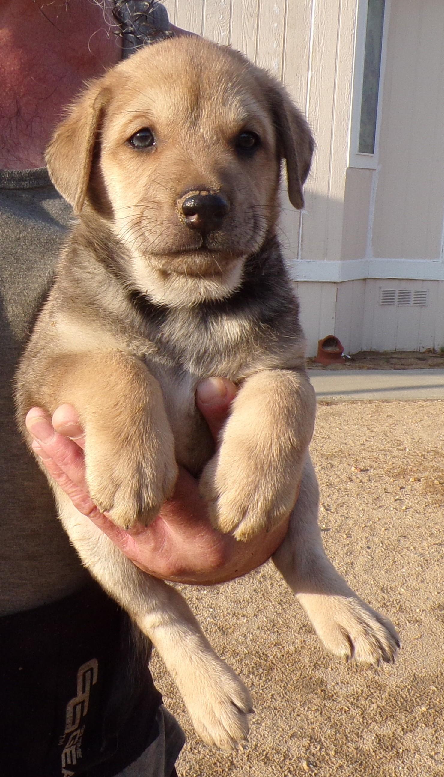 HAAS, a ADOPTABLE mixed breed in Corona, CA image 2/3