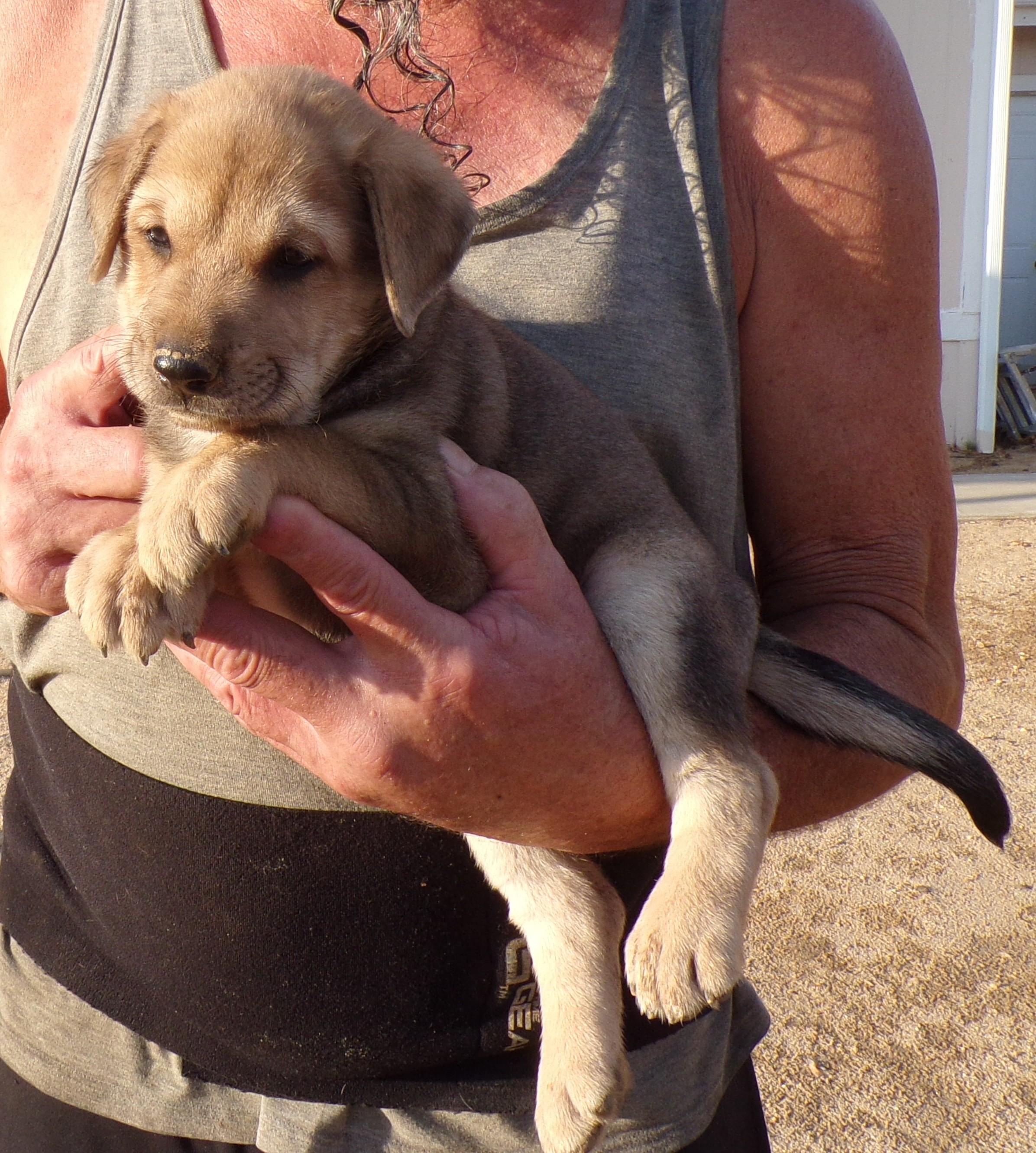 HAAS, a ADOPTABLE mixed breed in Corona, CA image 3/3