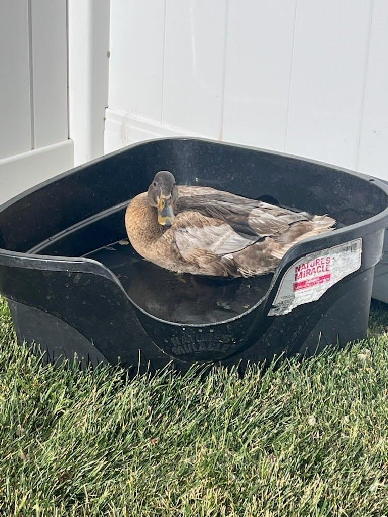 Peanut Butter, Adopted, Young Female Duck.