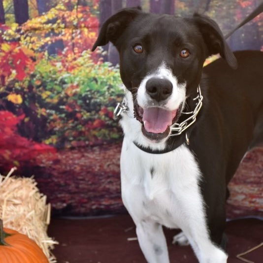 Nazuzu, Adult Male Border Collie