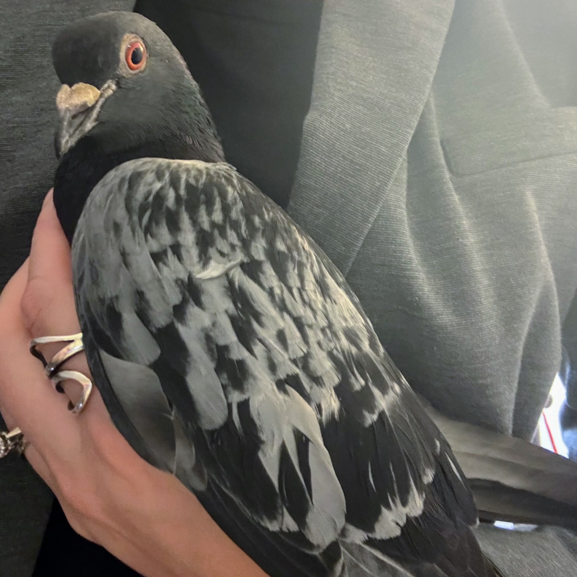 Sanijel, Adult Unknown Pigeon