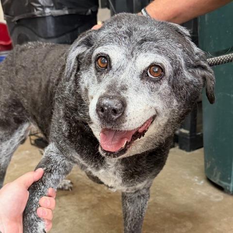 Curry, Adoptable, Senior Female Mixed Breed.