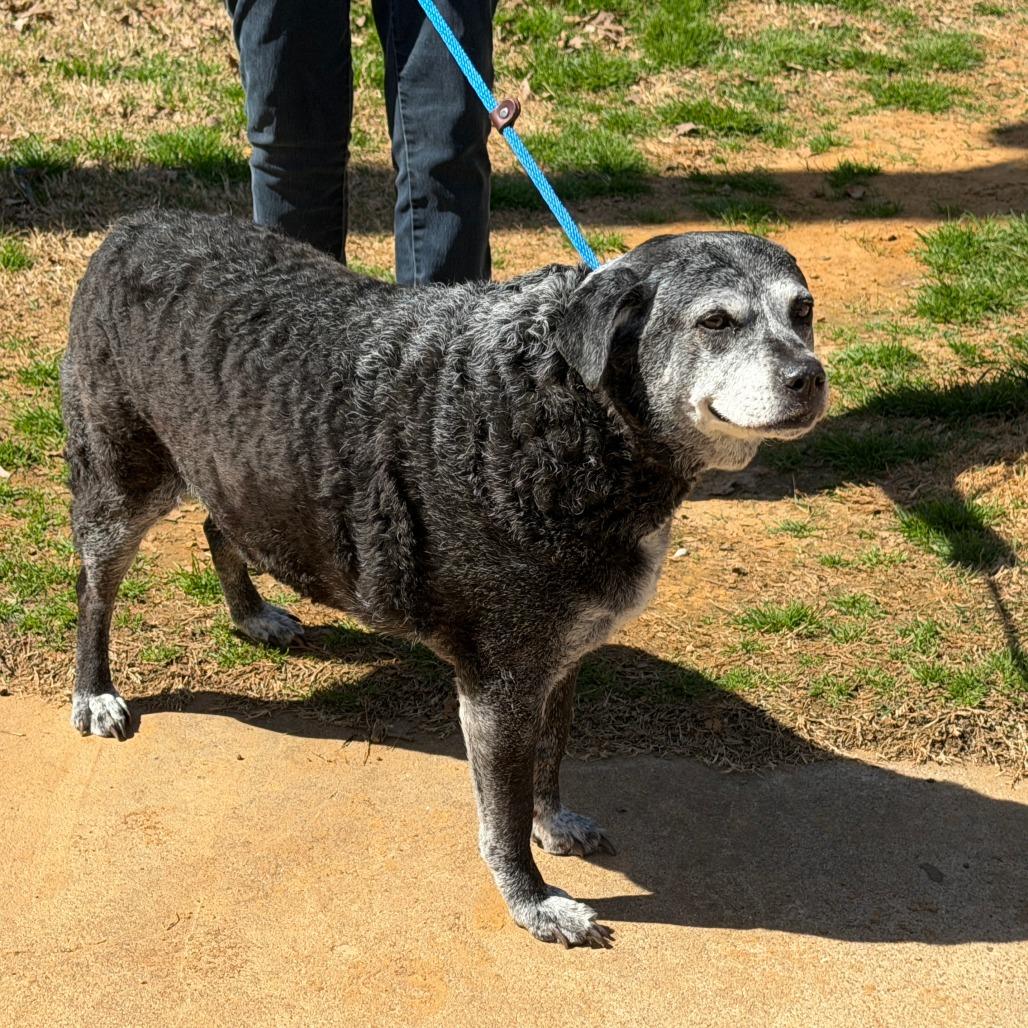 Enlarge Curry, a Adoptable Mixed Breed in Denison, TX image 2/6