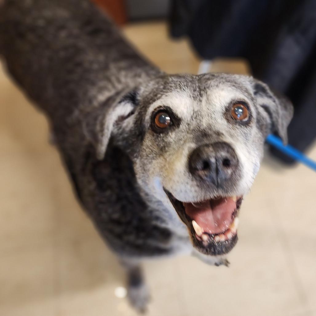Enlarge Curry, a Adoptable Mixed Breed in Denison, TX image 3/6