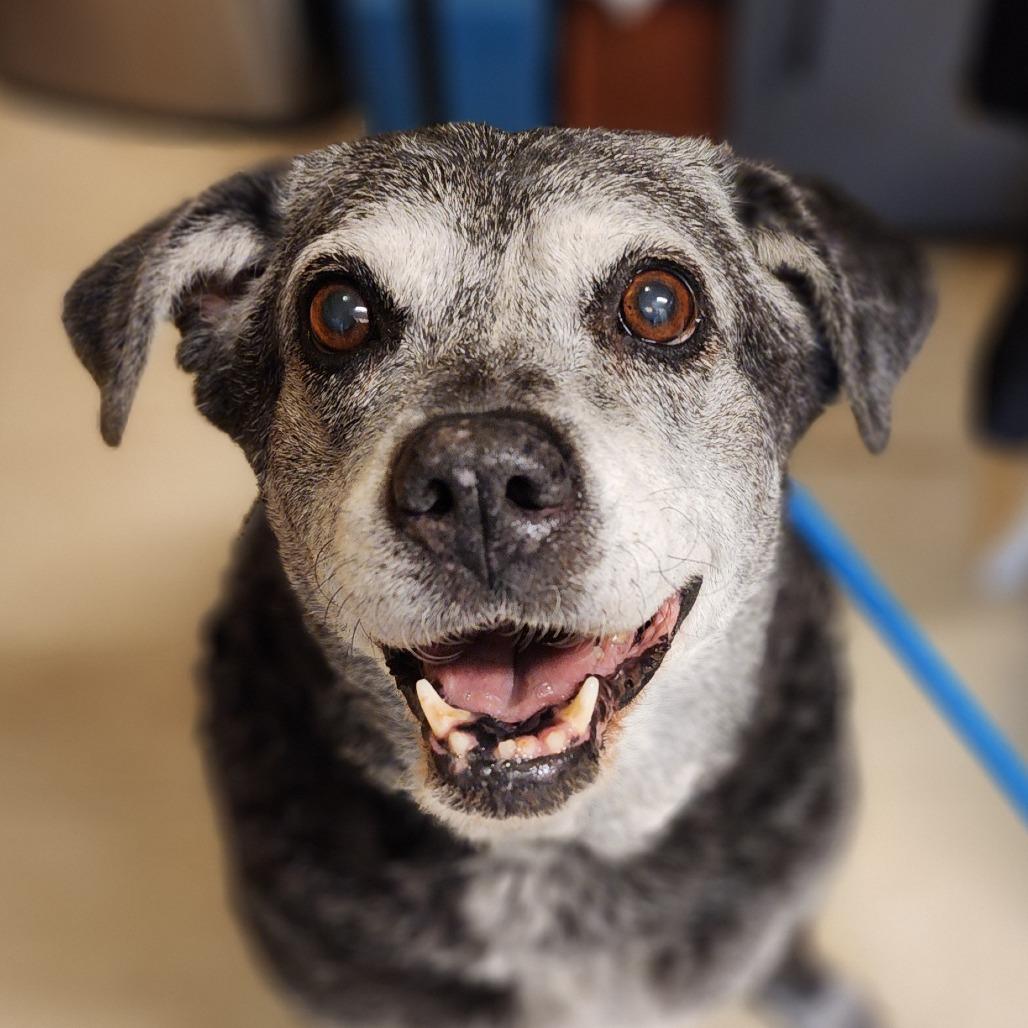 Enlarge Curry, a Adoptable Mixed Breed in Denison, TX image 4/6
