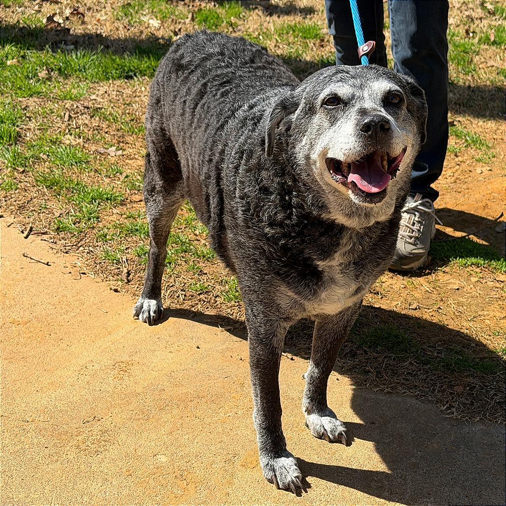 Enlarge Curry, a Adoptable Mixed Breed in Denison, TX image 5/6
