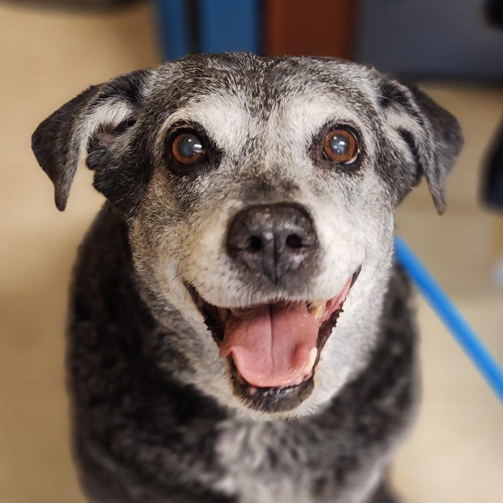 Enlarge Curry, a Adoptable Mixed Breed in Denison, TX image 6/6