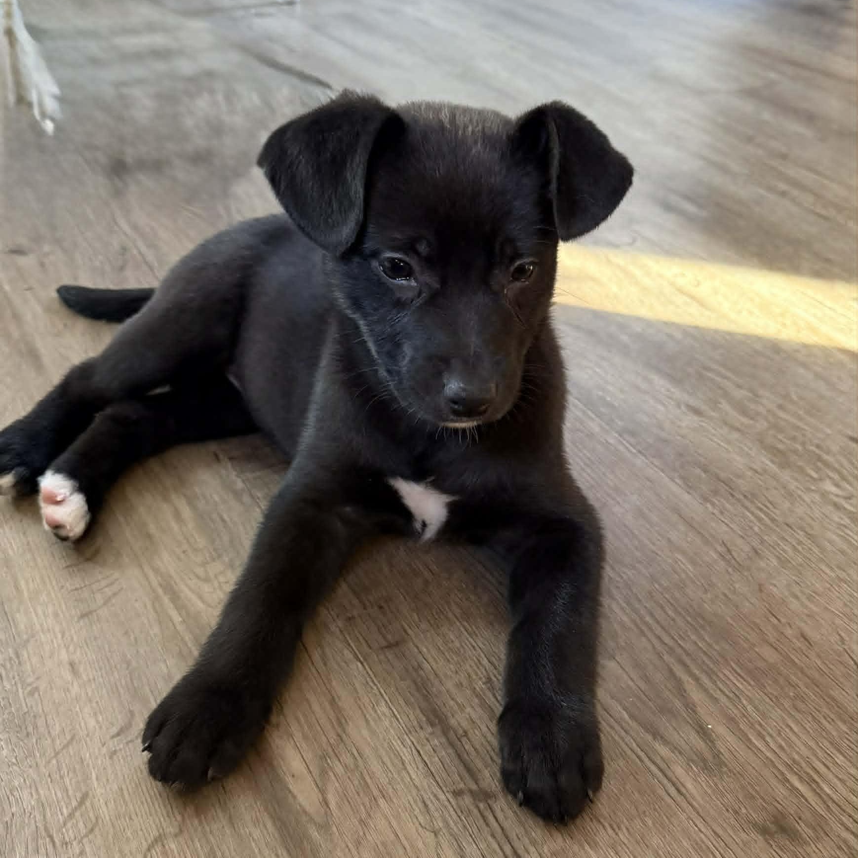 Enlarge Ophelia, a ADOPTABLE mixed breed in Danbury, CT image 1/1