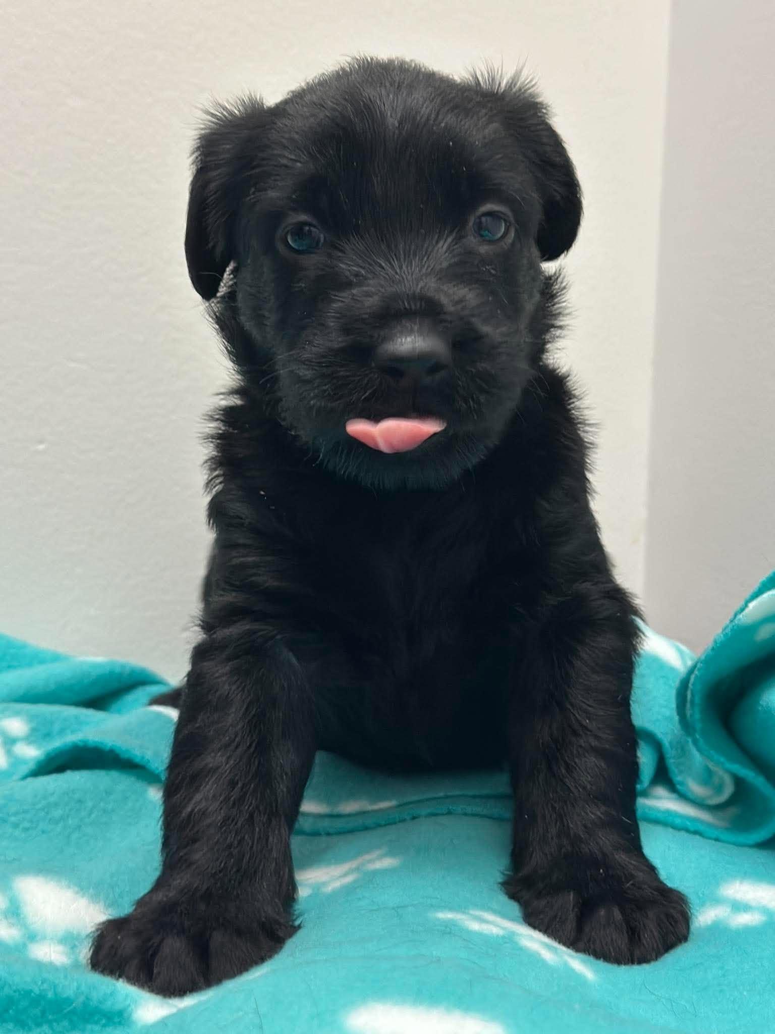Enlarge Matilda, a Adoptable mixed breed in Mississauga, ON image 2/5