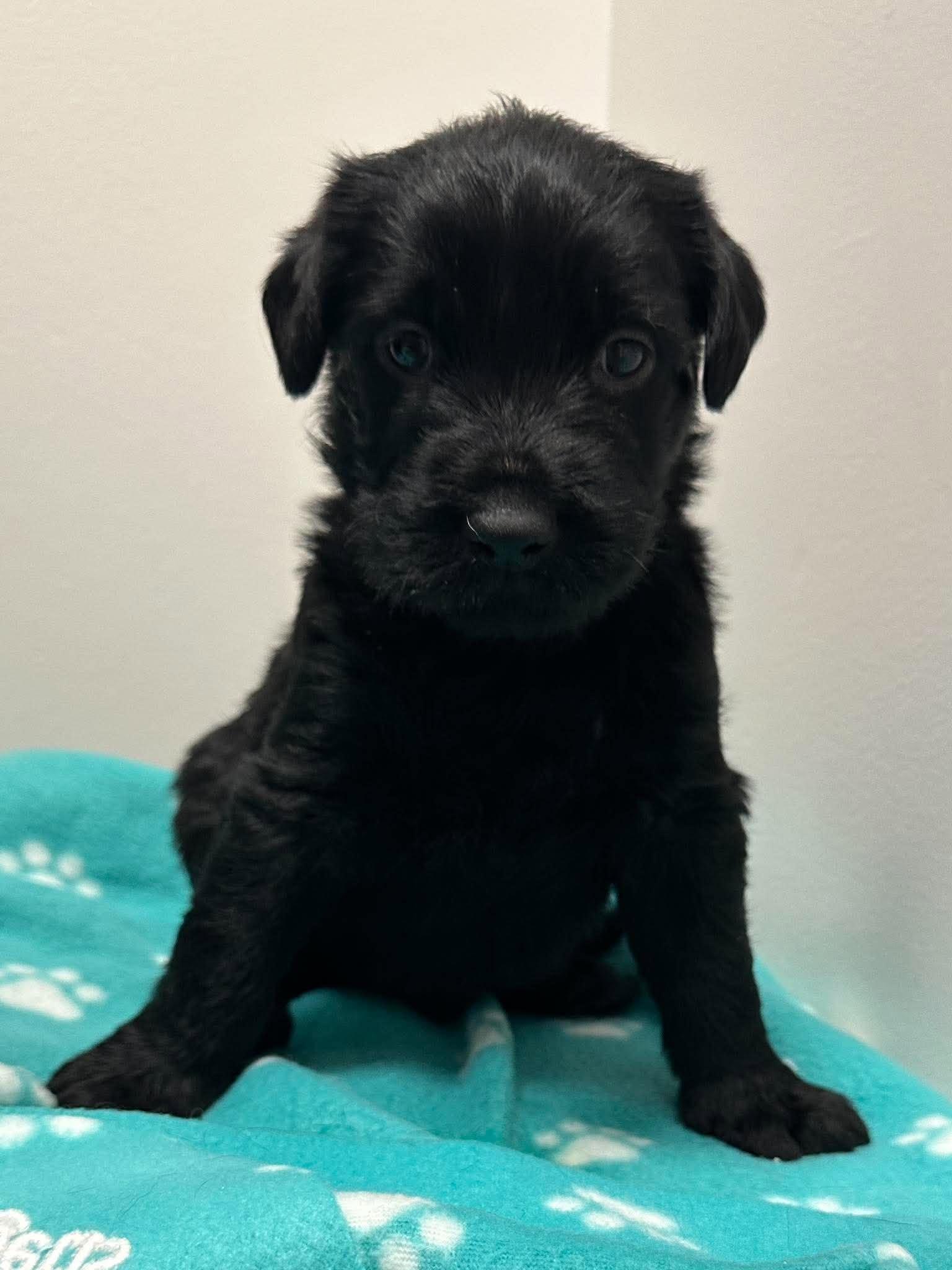 Enlarge Matilda, a Adoptable mixed breed in Mississauga, ON image 5/5
