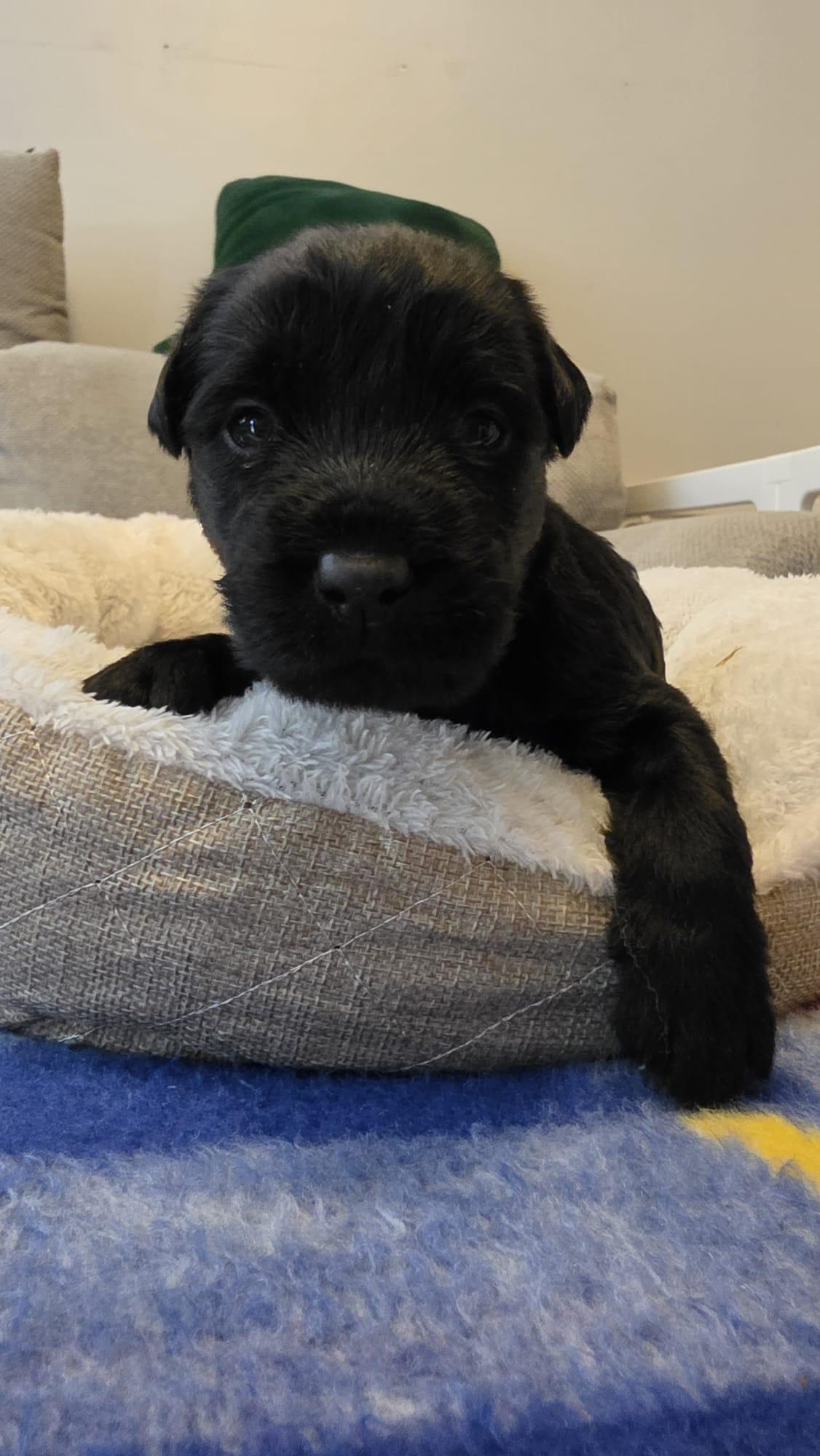 Matilda-Adoption Pending photo