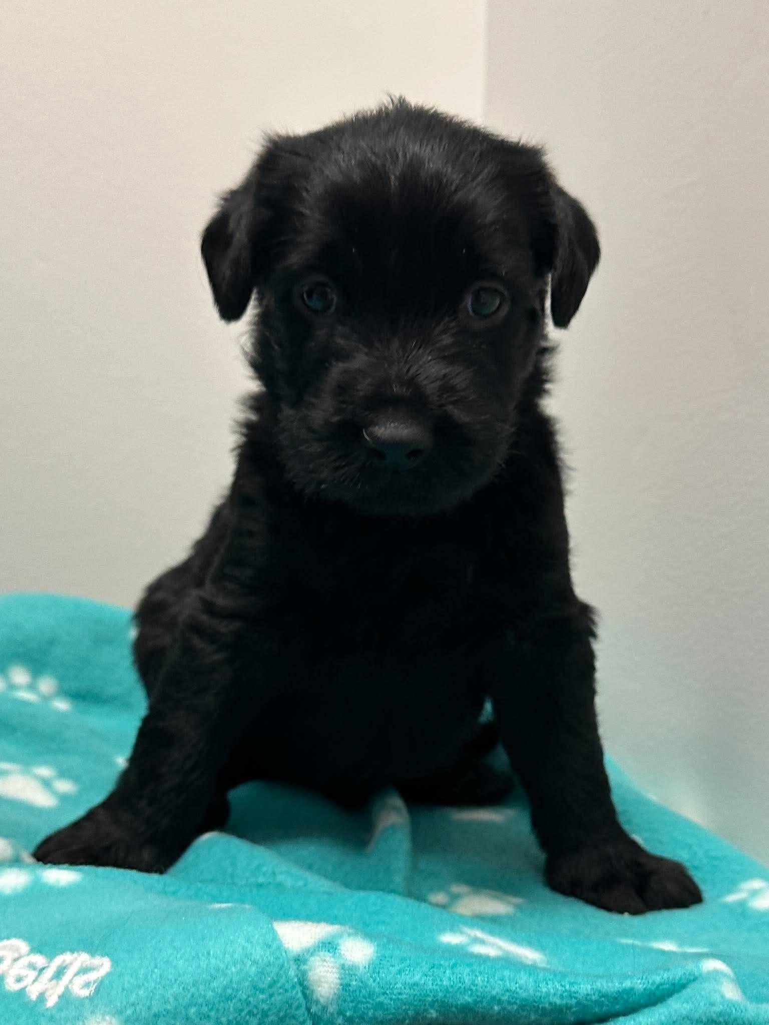 Enlarge Matilda, a Adoptable mixed breed in Mississauga, ON image 4/5