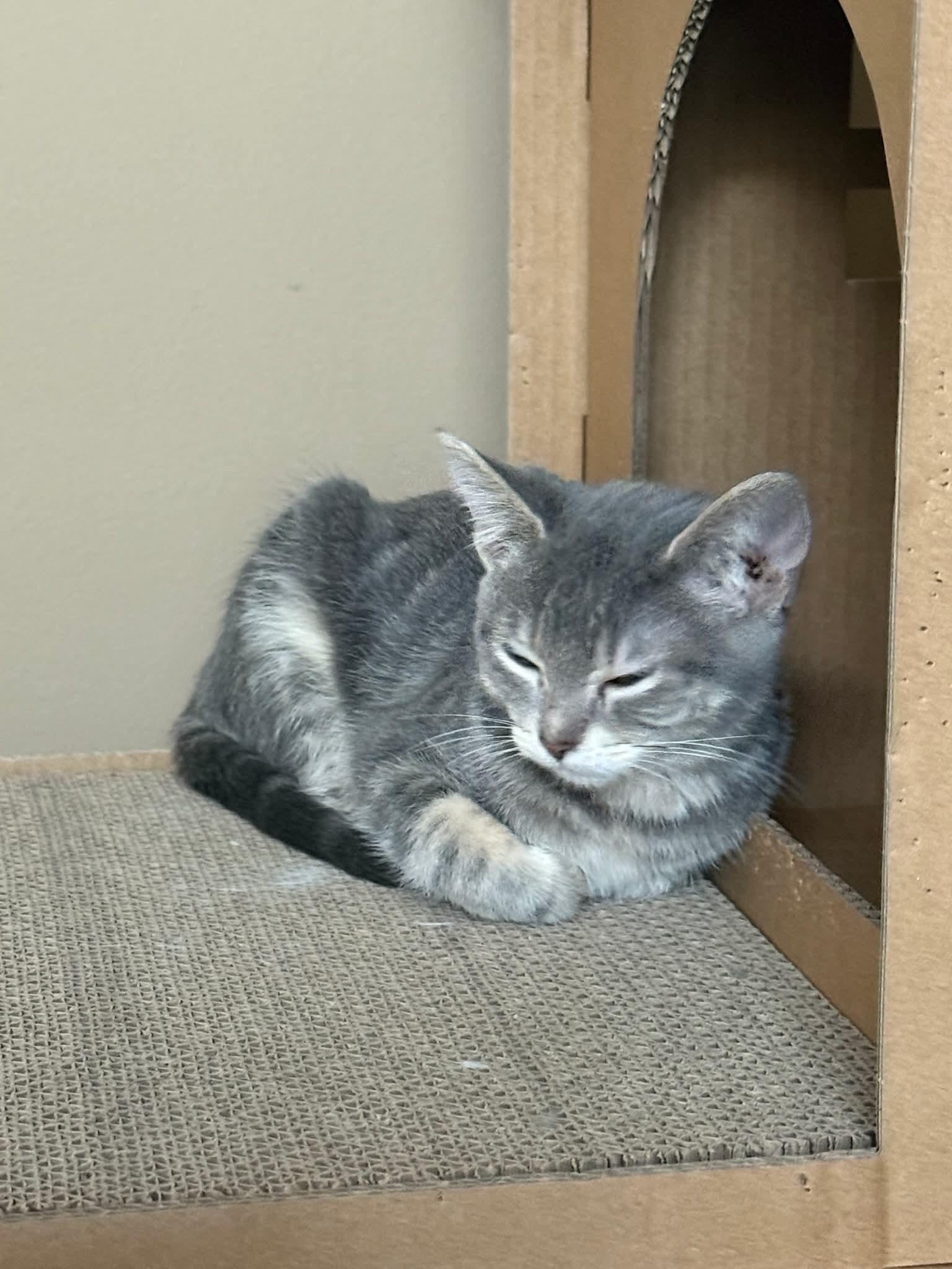 LADY JANE GREY, Adoptable, Kitten Female Tabby.