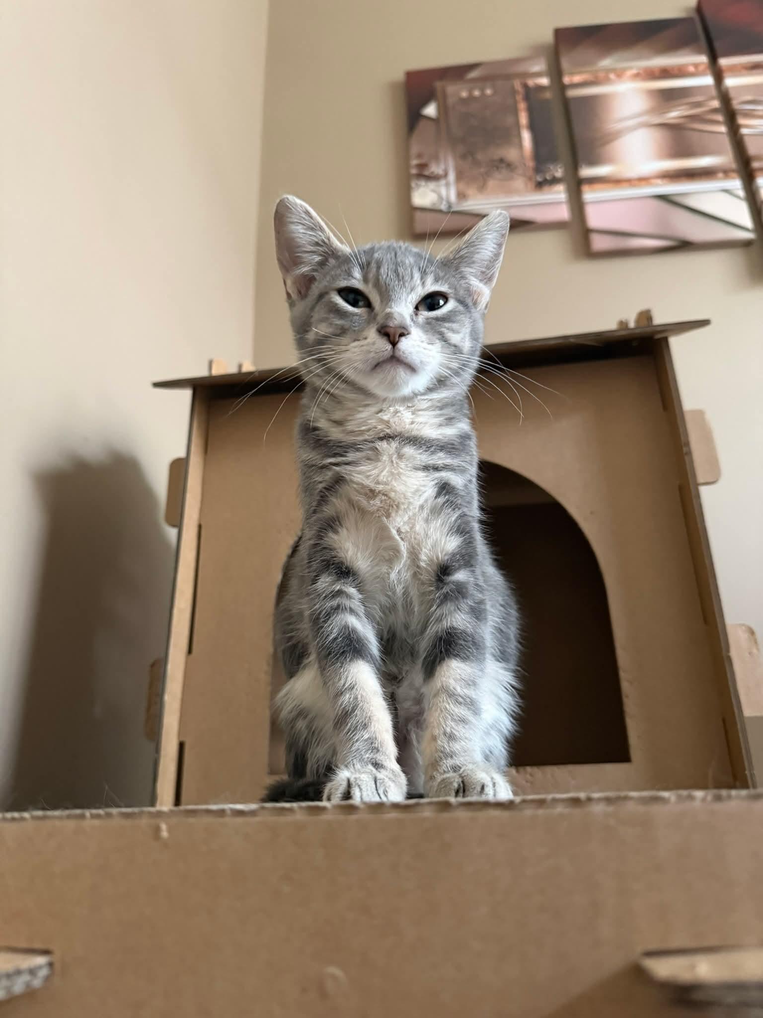 Enlarge LADY JANE GREY, a Adoptable Tabby in Elgin, IL image 3/3