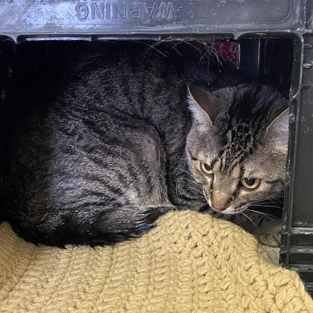 Skynard, Adoptable, Adult Male Domestic Short Hair.