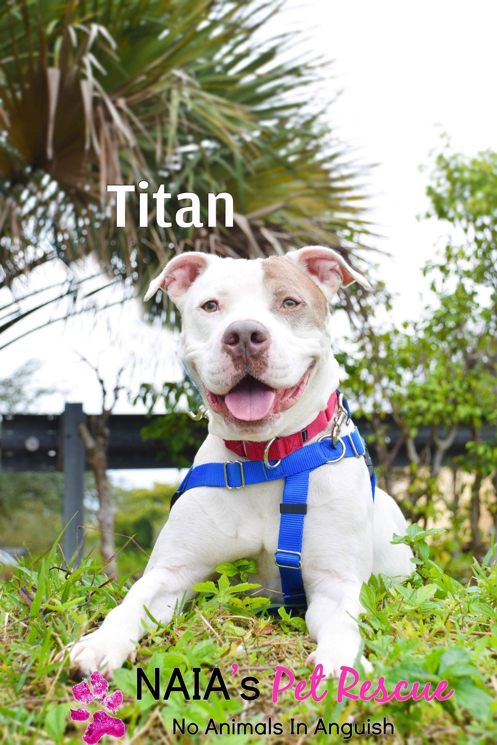 Titan, Adoptable, Adult Male American Bulldog.