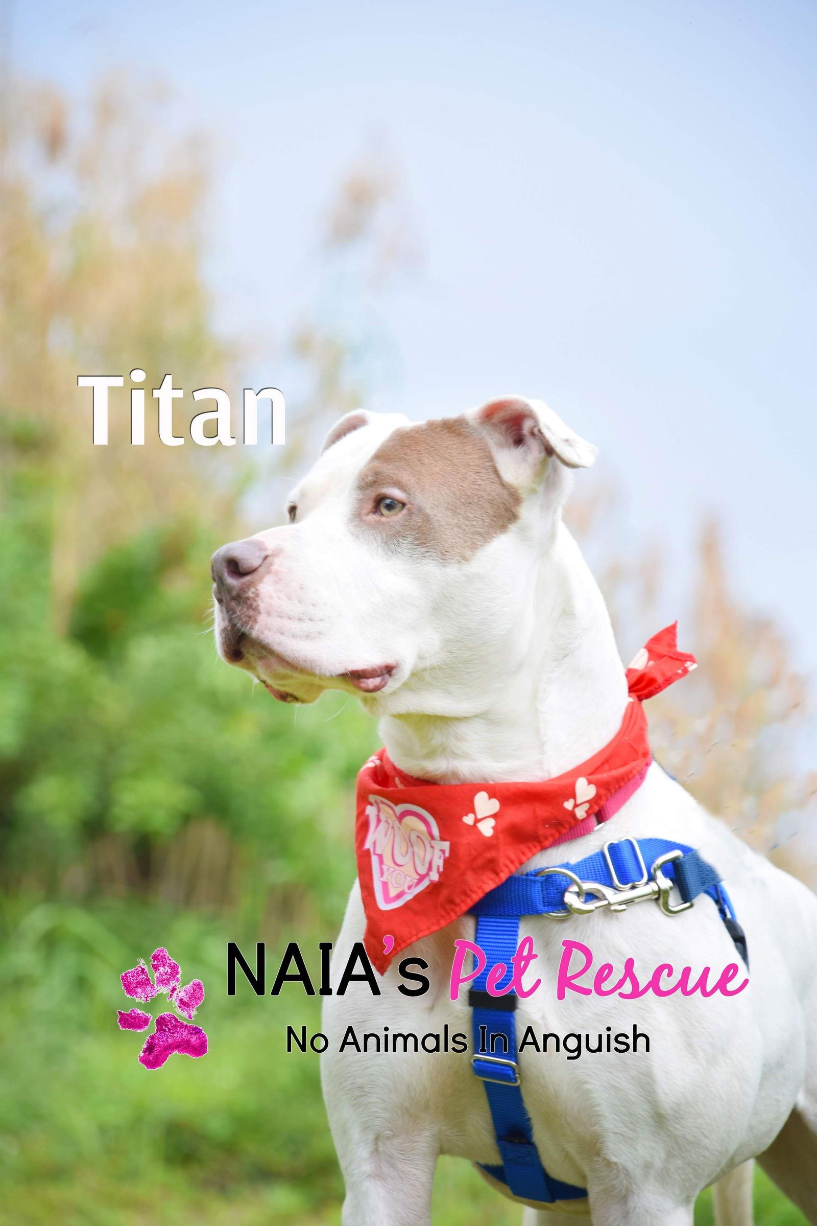 Enlarge Titan, a Adoptable American Bulldog in Pompano Beach, FL image 2/3