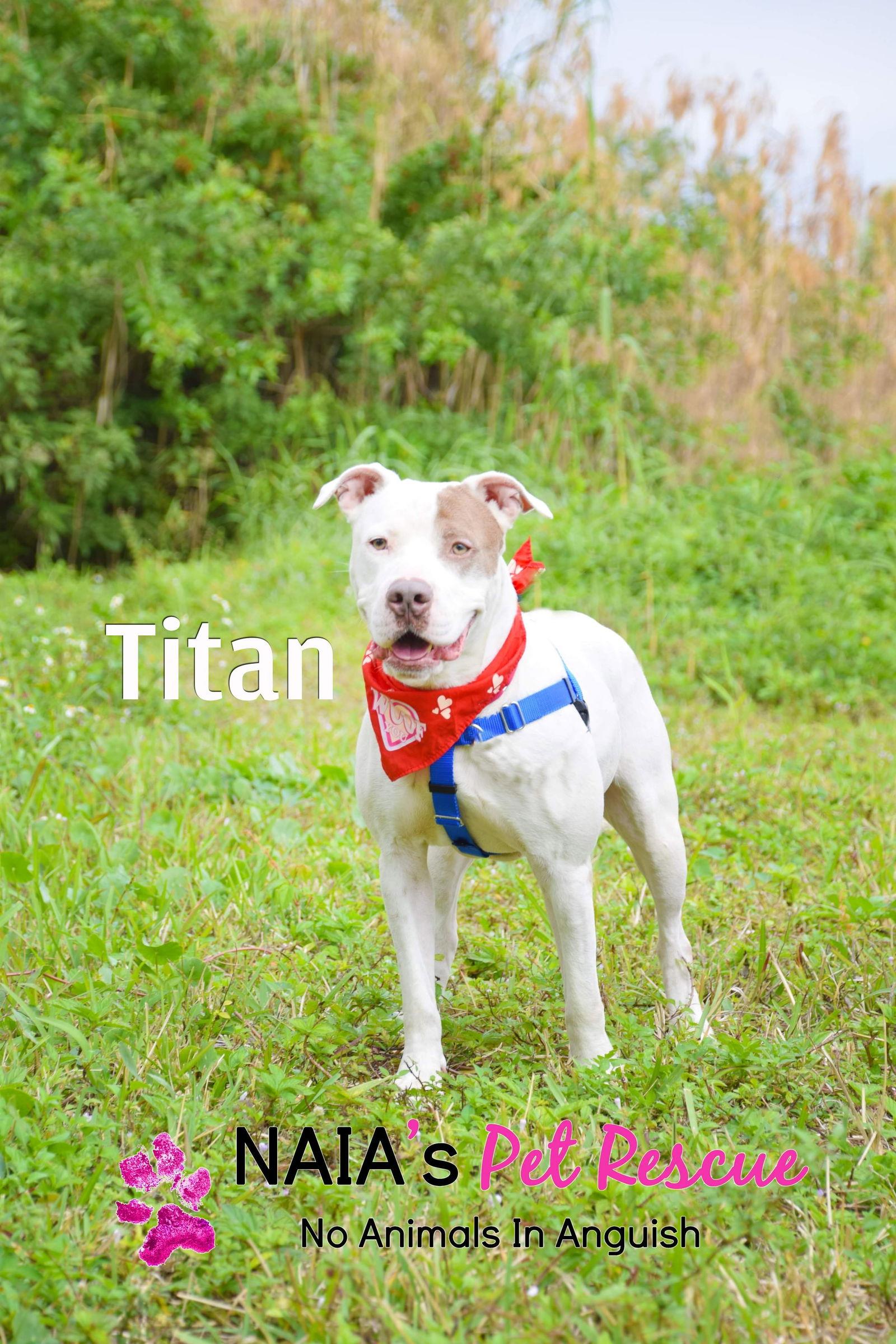 Enlarge Titan, a Adoptable American Bulldog in Pompano Beach, FL image 3/3