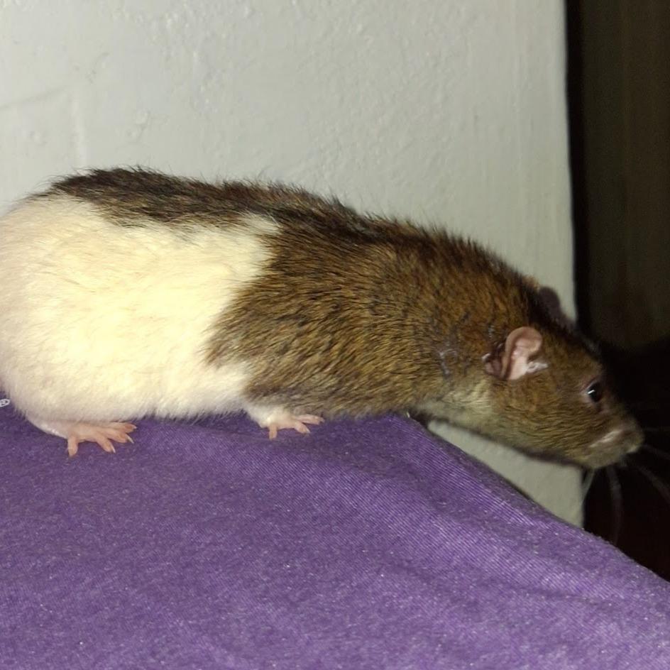 Enlarge Leonardo, a Adoptable Rat in Kingman, AZ image 1/3