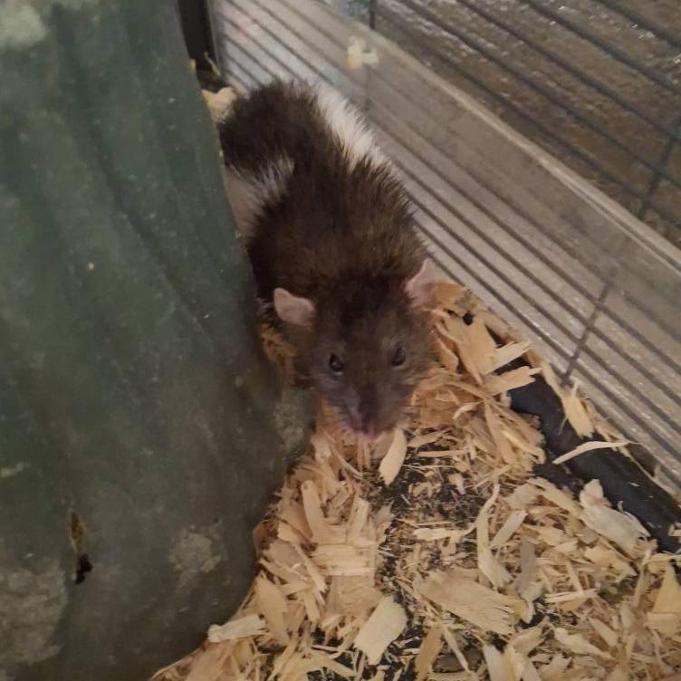 Enlarge Leonardo, a Adoptable Rat in Kingman, AZ image 2/3