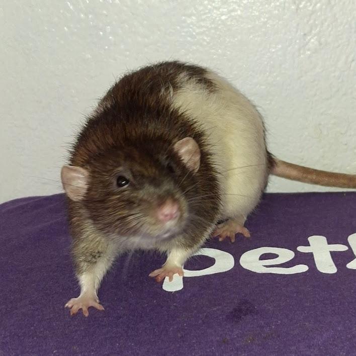 Enlarge Leonardo, a Adoptable Rat in Kingman, AZ image 3/3