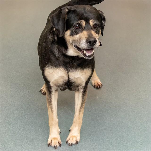 Enlarge LUNA, a Adoptable mixed breed in St. Louis, MO image 1/1