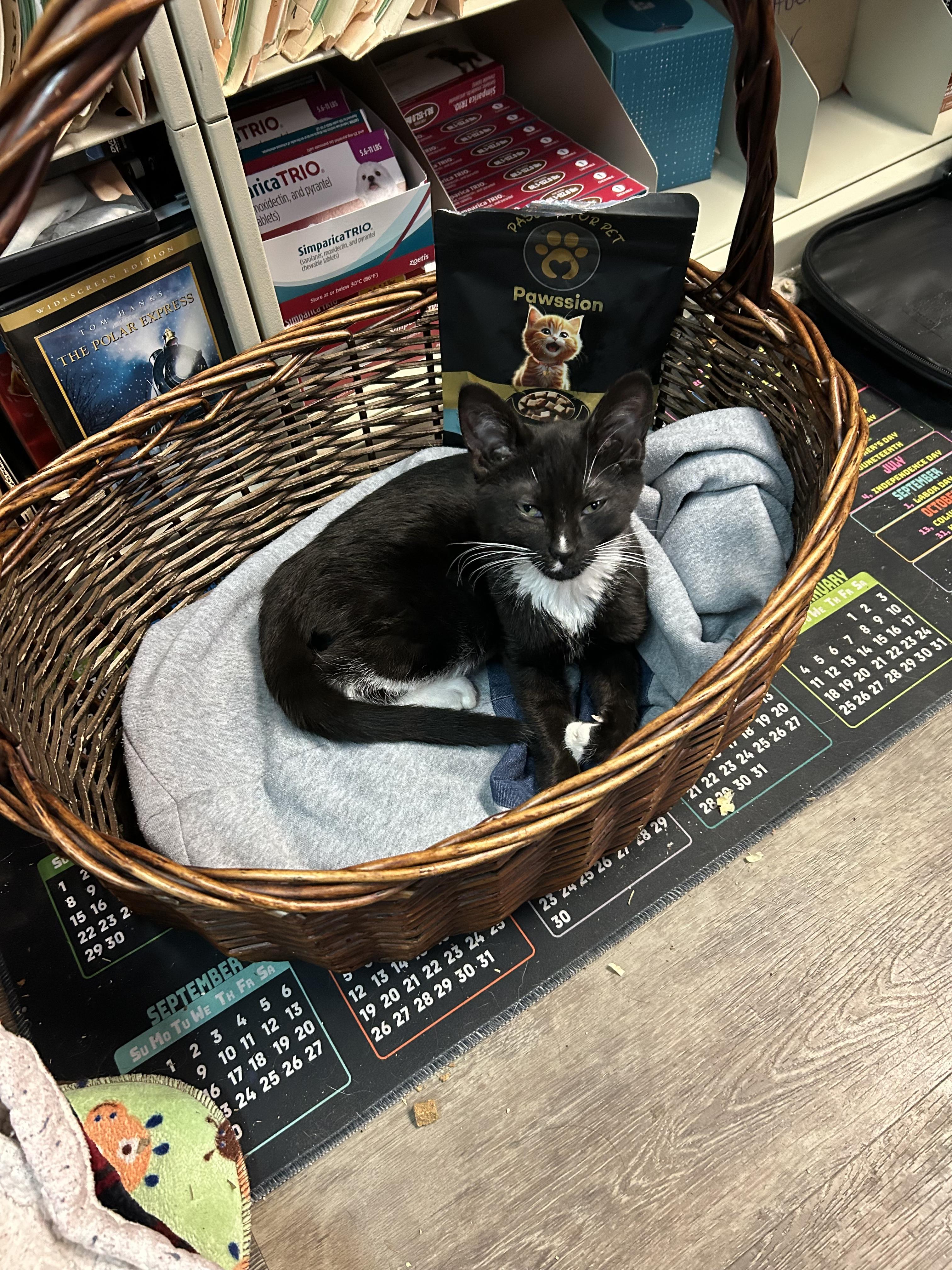 Enlarge Rhoadie, an adopted Domestic Short Hair in Galloway, NJ image 1/5