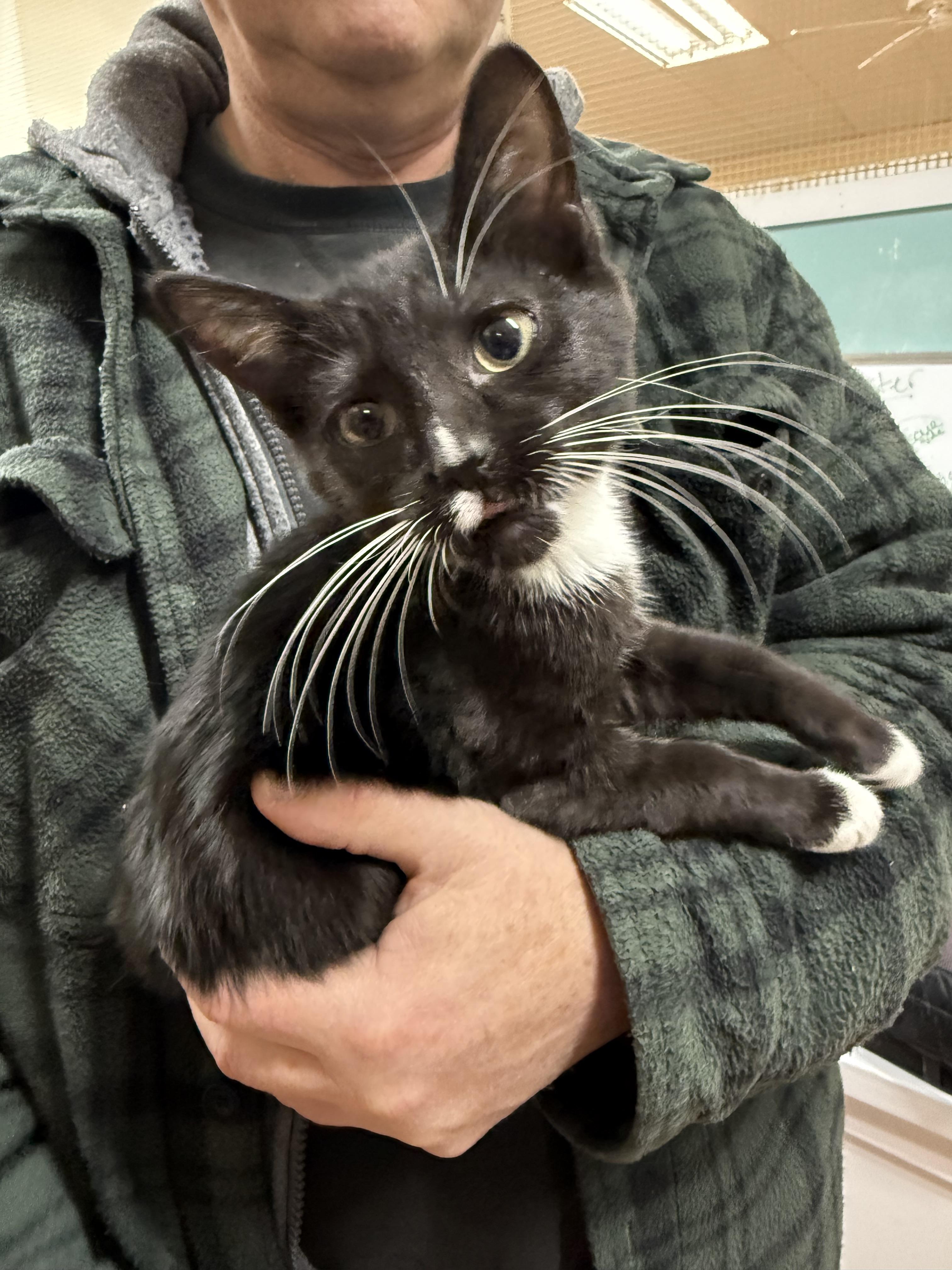 Enlarge Rhoadie, an adopted Domestic Short Hair in Galloway, NJ image 3/5