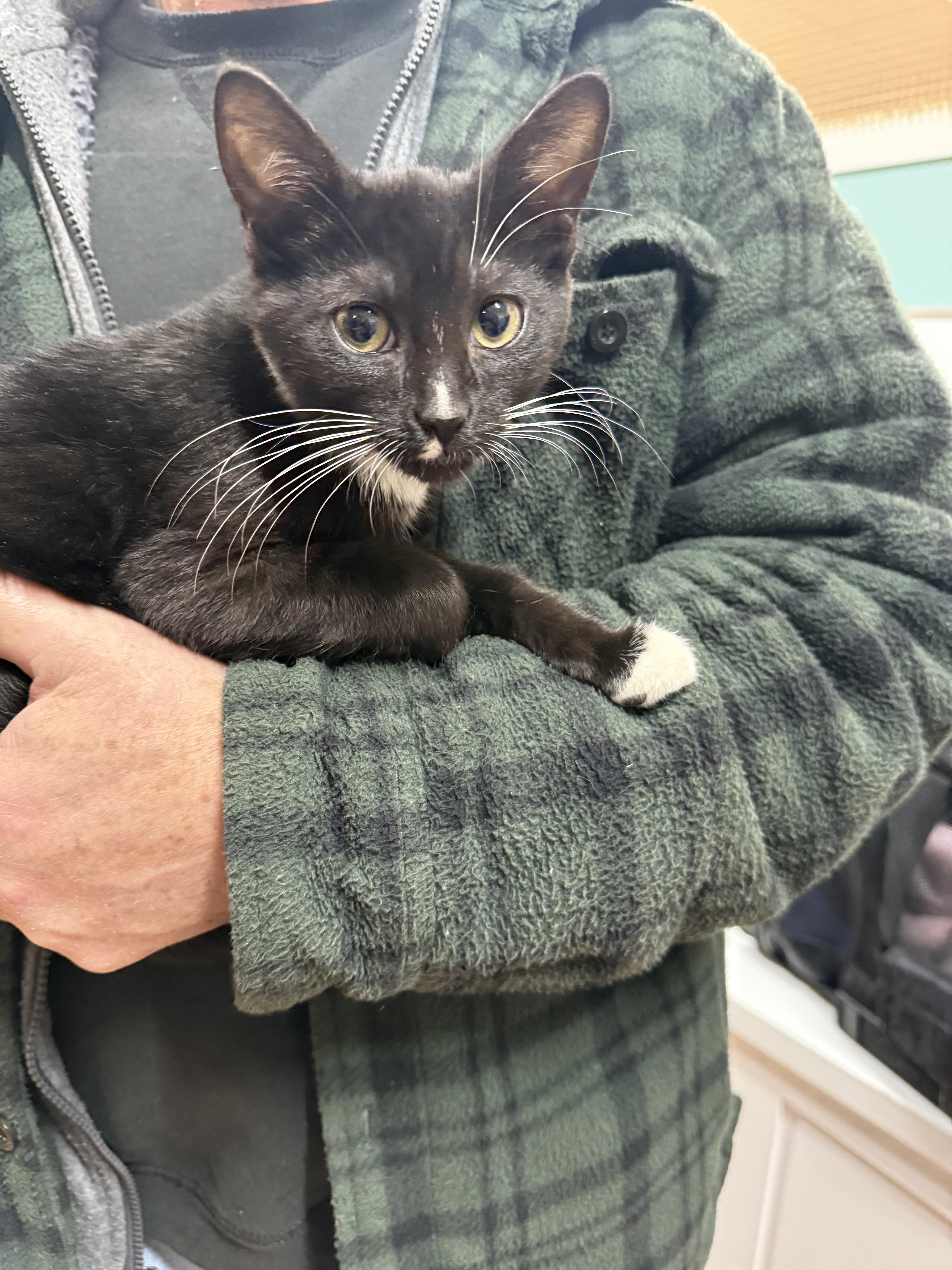 Enlarge Rhoadie, an adopted Domestic Short Hair in Galloway, NJ image 4/5