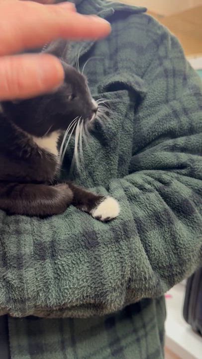 Enlarge Rhoadie, an adopted Domestic Short Hair in Galloway, NJ video 2/5