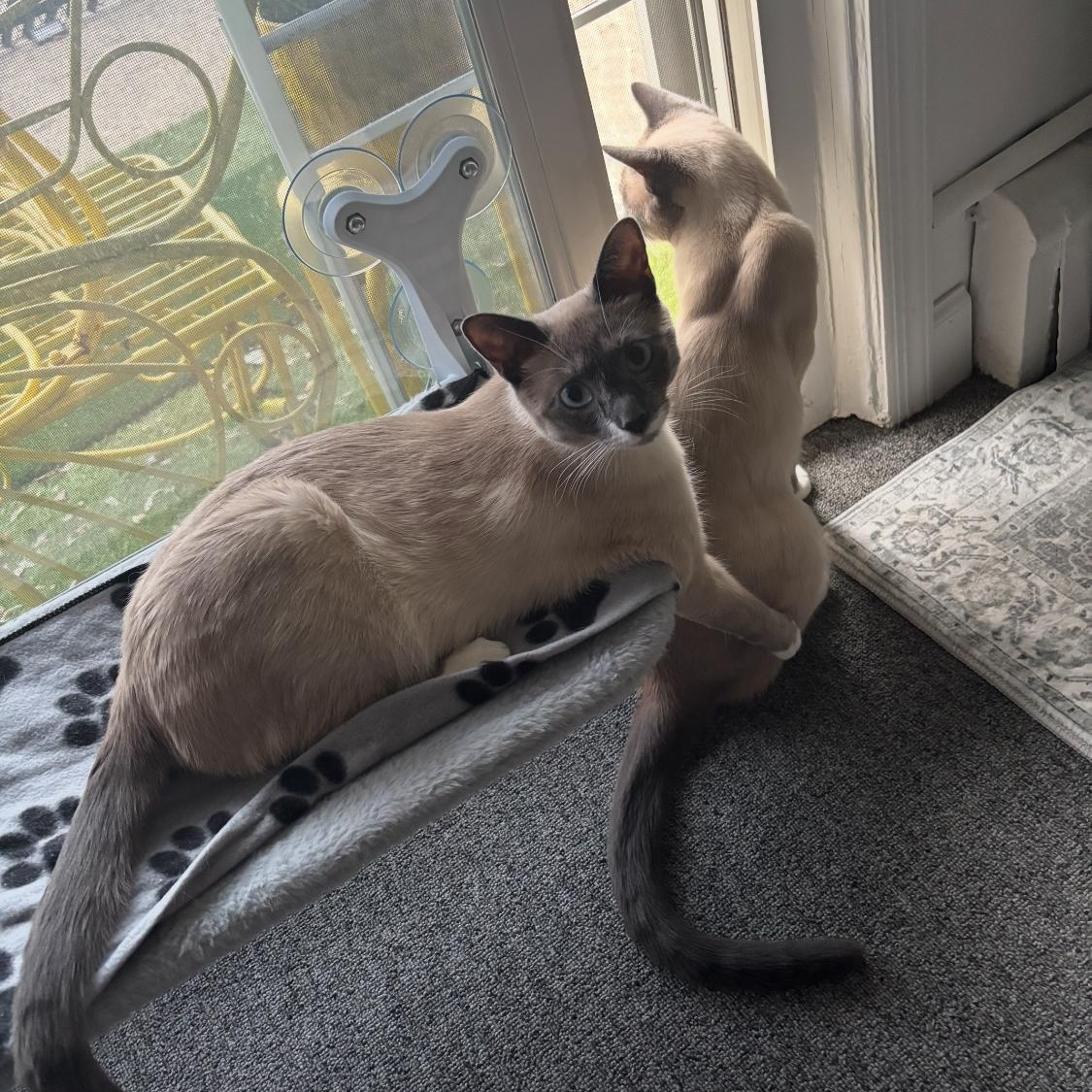 Enlarge Zala & Loki , an adopted Siamese in North Bergen, NJ image 4/5