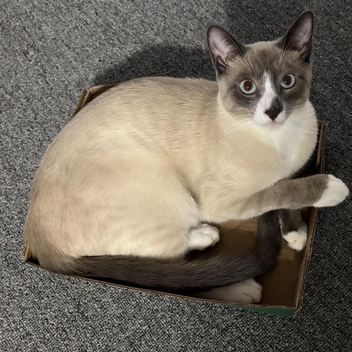 Enlarge Zala & Loki , an adopted Siamese in North Bergen, NJ image 2/5