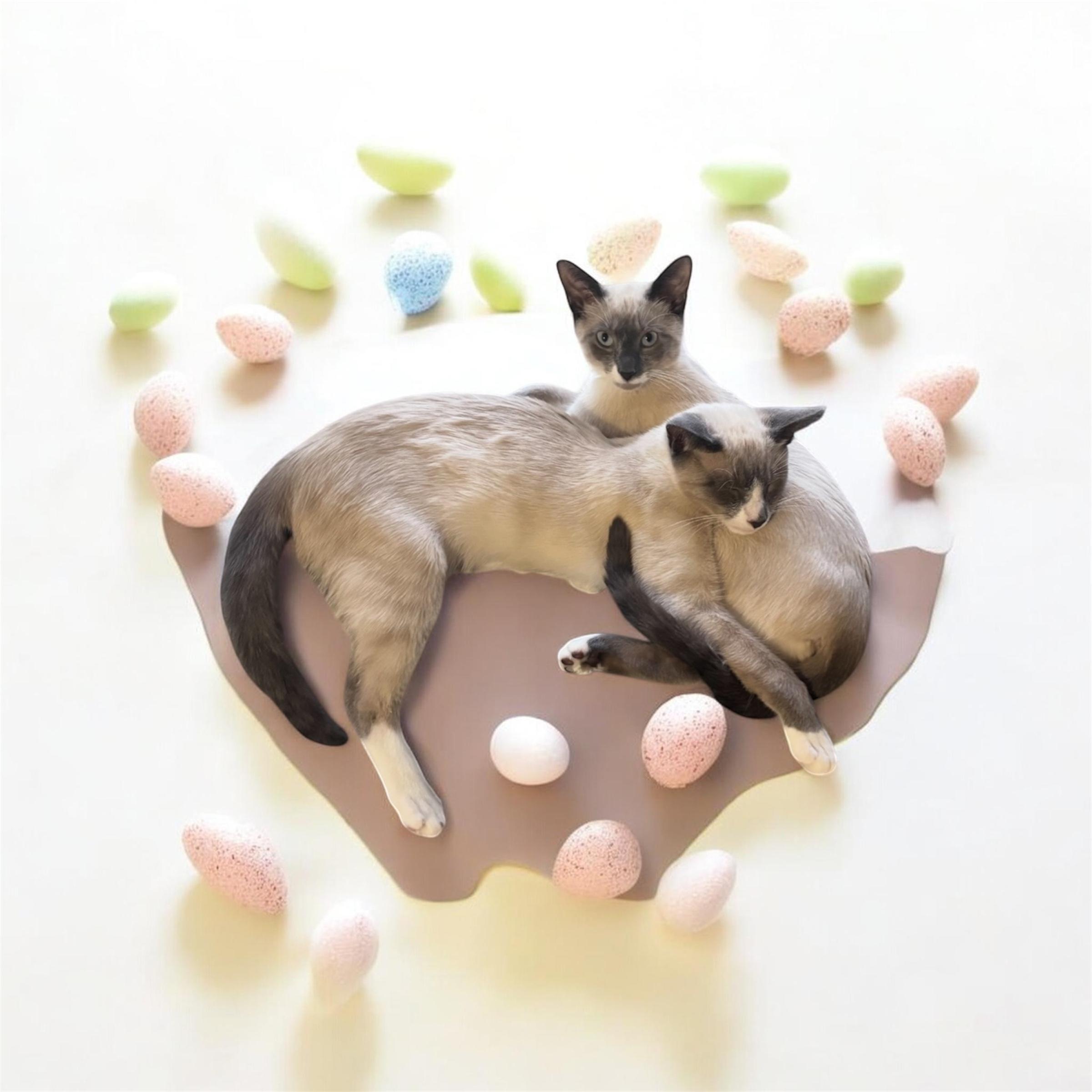 Enlarge Zala & Loki , an adopted Siamese in North Bergen, NJ image 1/5