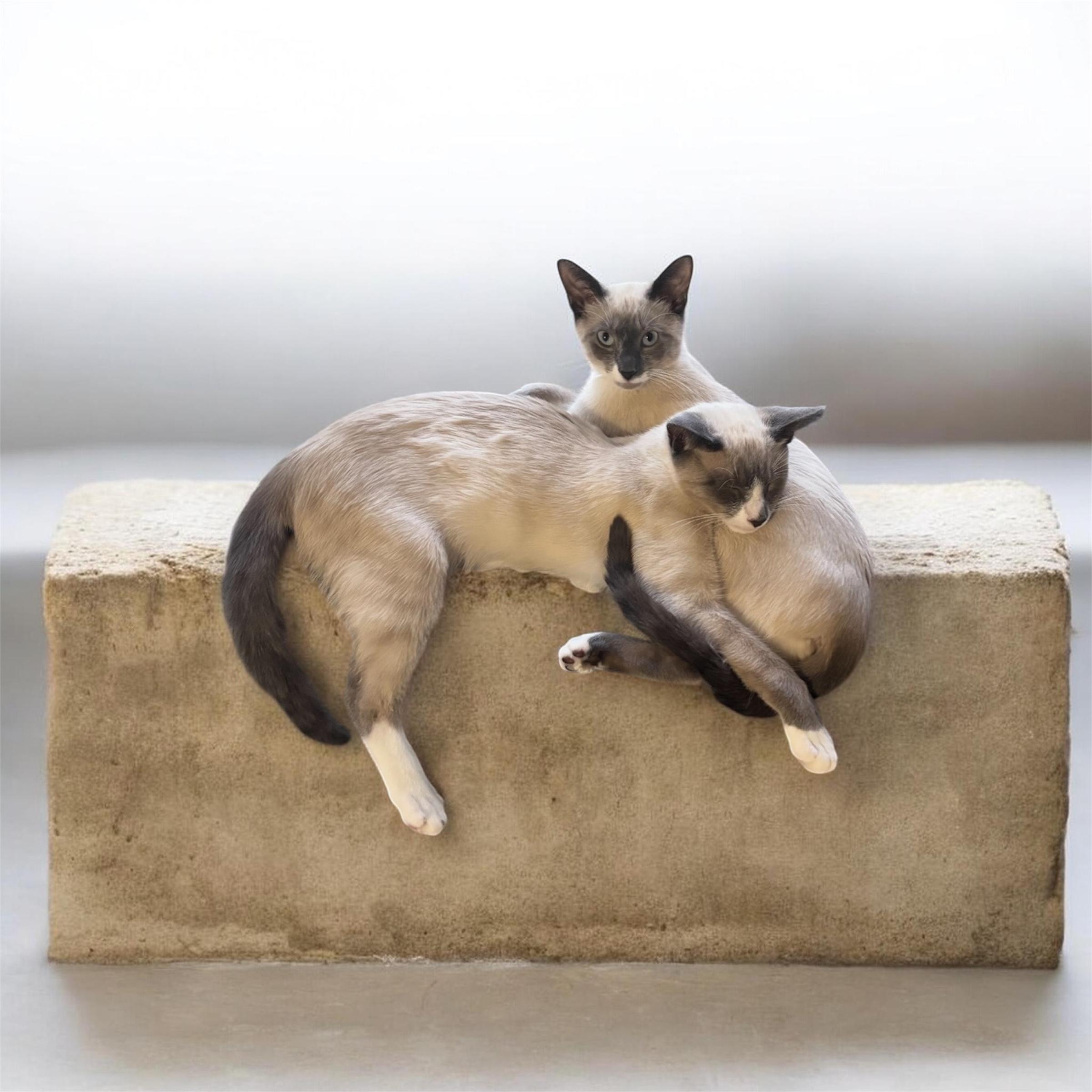 Enlarge Zala & Loki , an adopted Siamese in North Bergen, NJ image 5/5