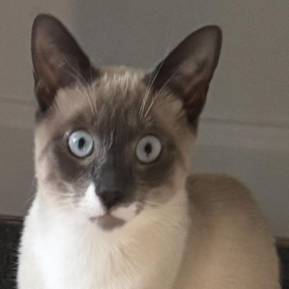 Enlarge Zala & Loki , an adopted Siamese in North Bergen, NJ image 3/5